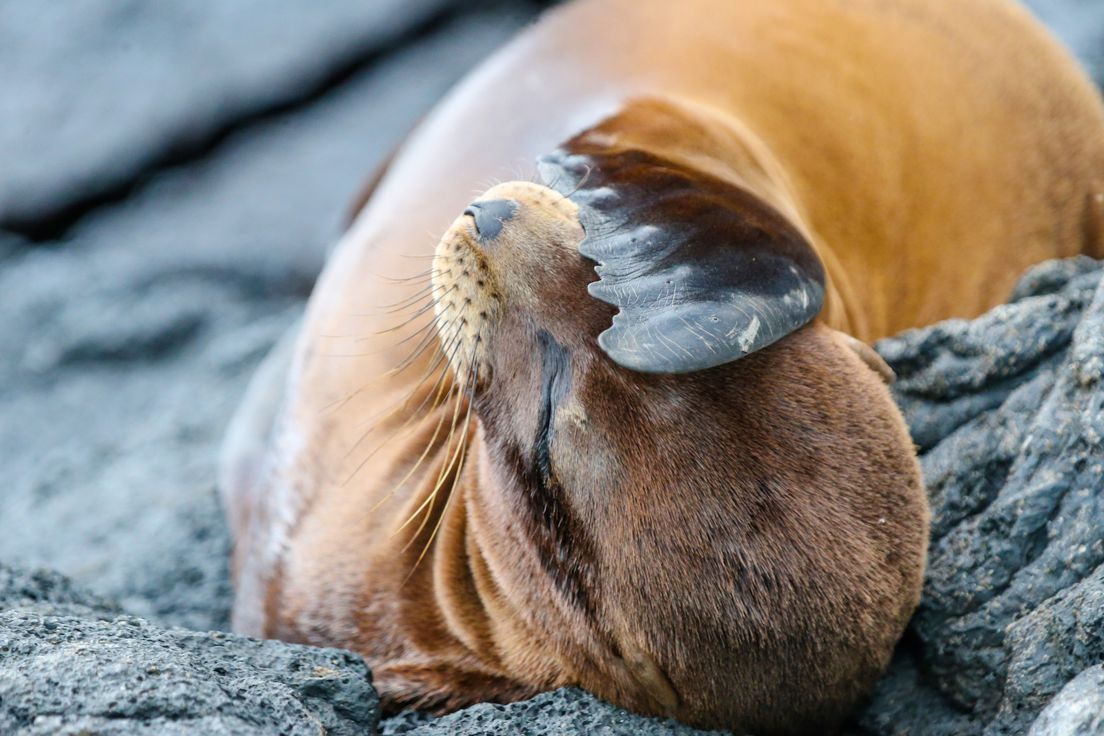 GALAPAGOS DAY 2 A -50.JPG