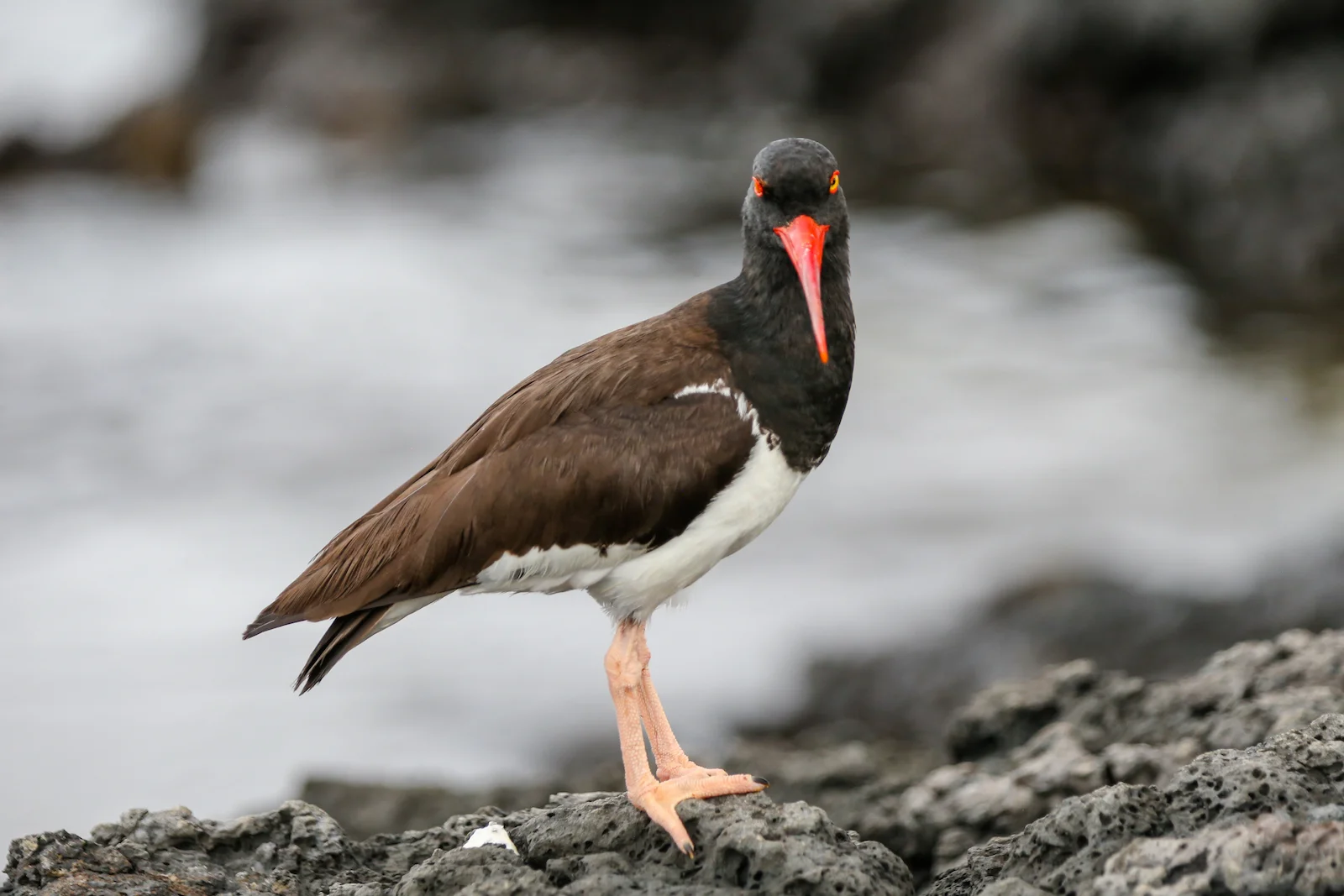 GALAPAGOS DAY 2 A -52.JPG