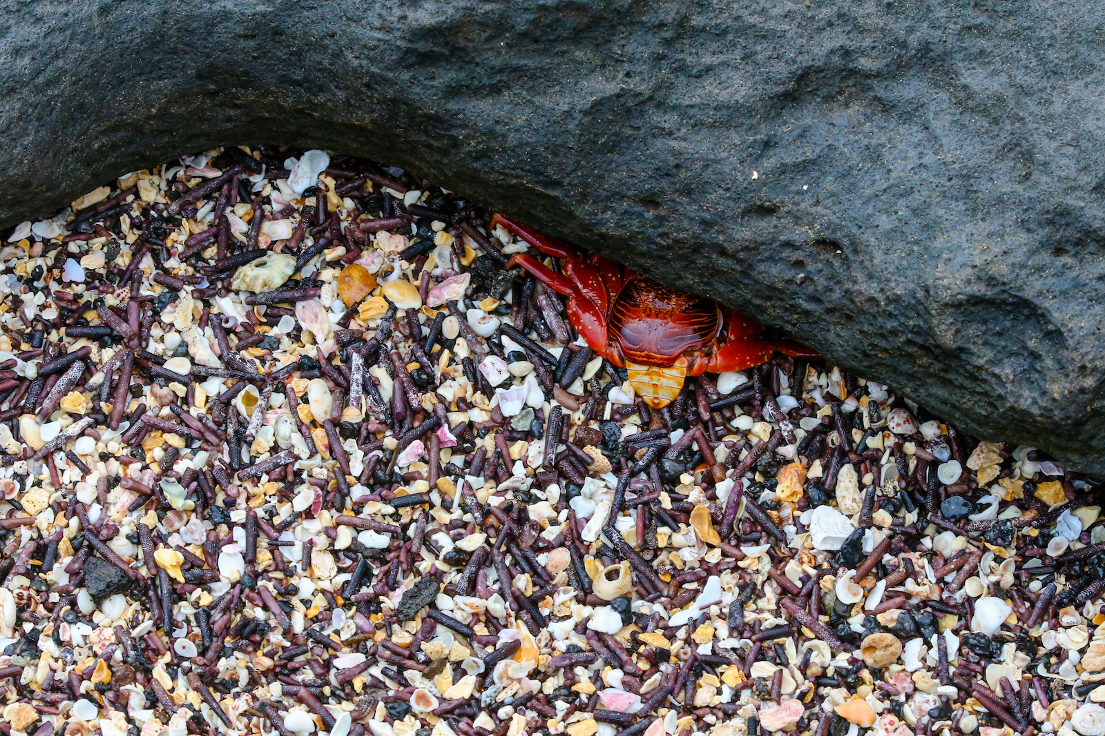 GALAPAGOS DAY 2 A -57.JPG