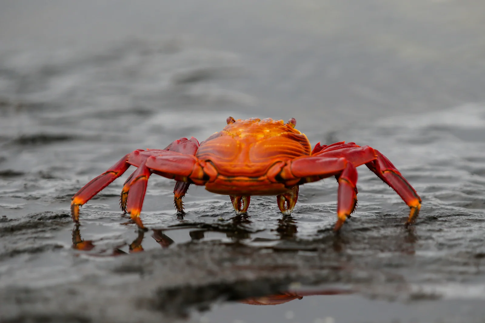 GALAPAGOS DAY 2 A -62.JPG