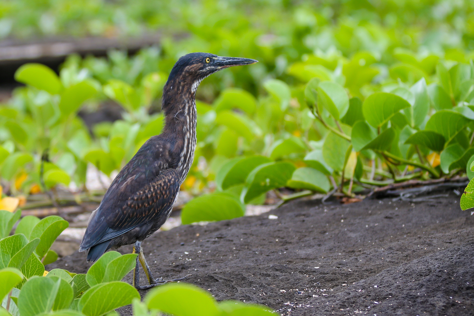GALAPAGOS DAY 2 A -65.JPG