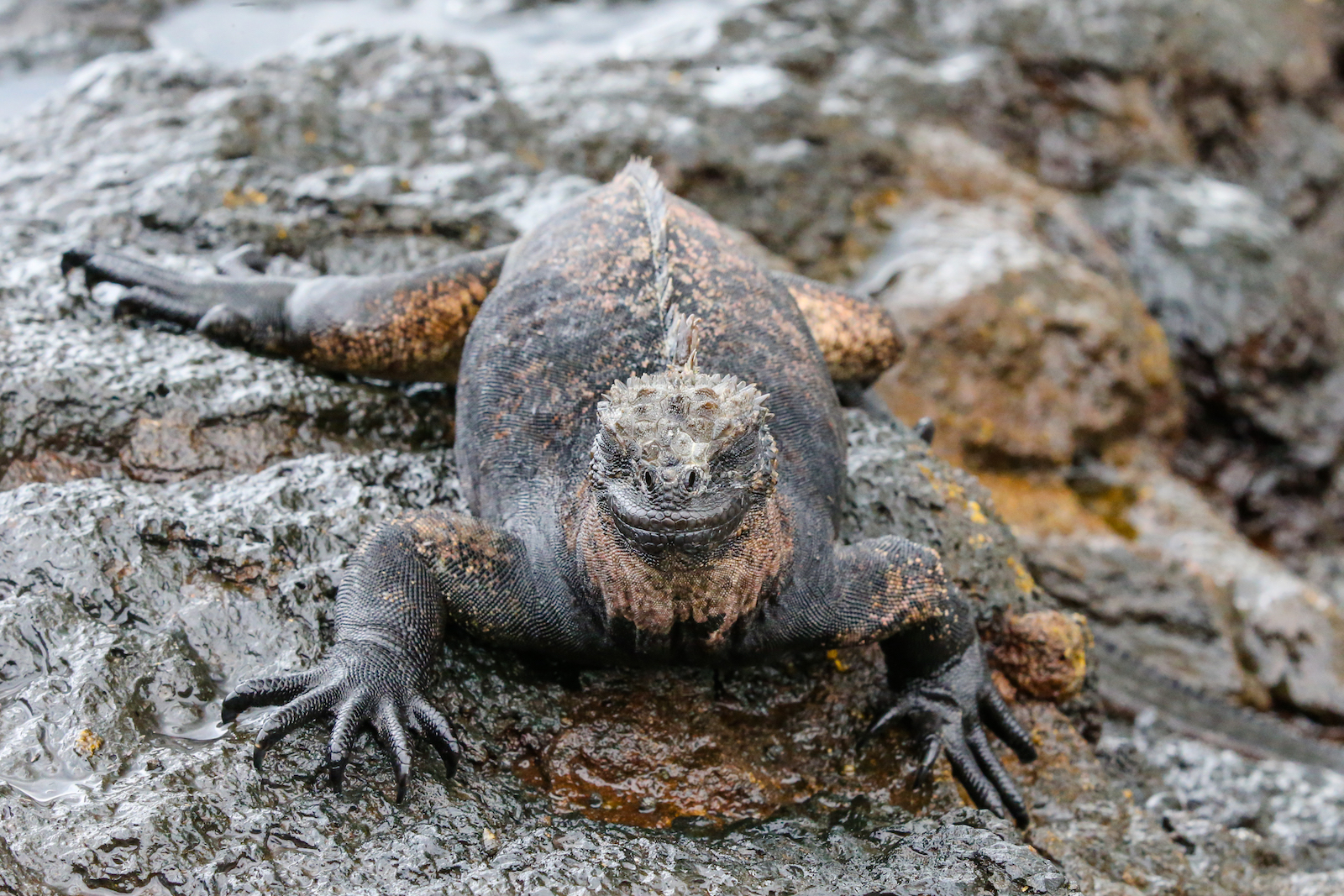 GALAPAGOS DAY 2 A -67.JPG