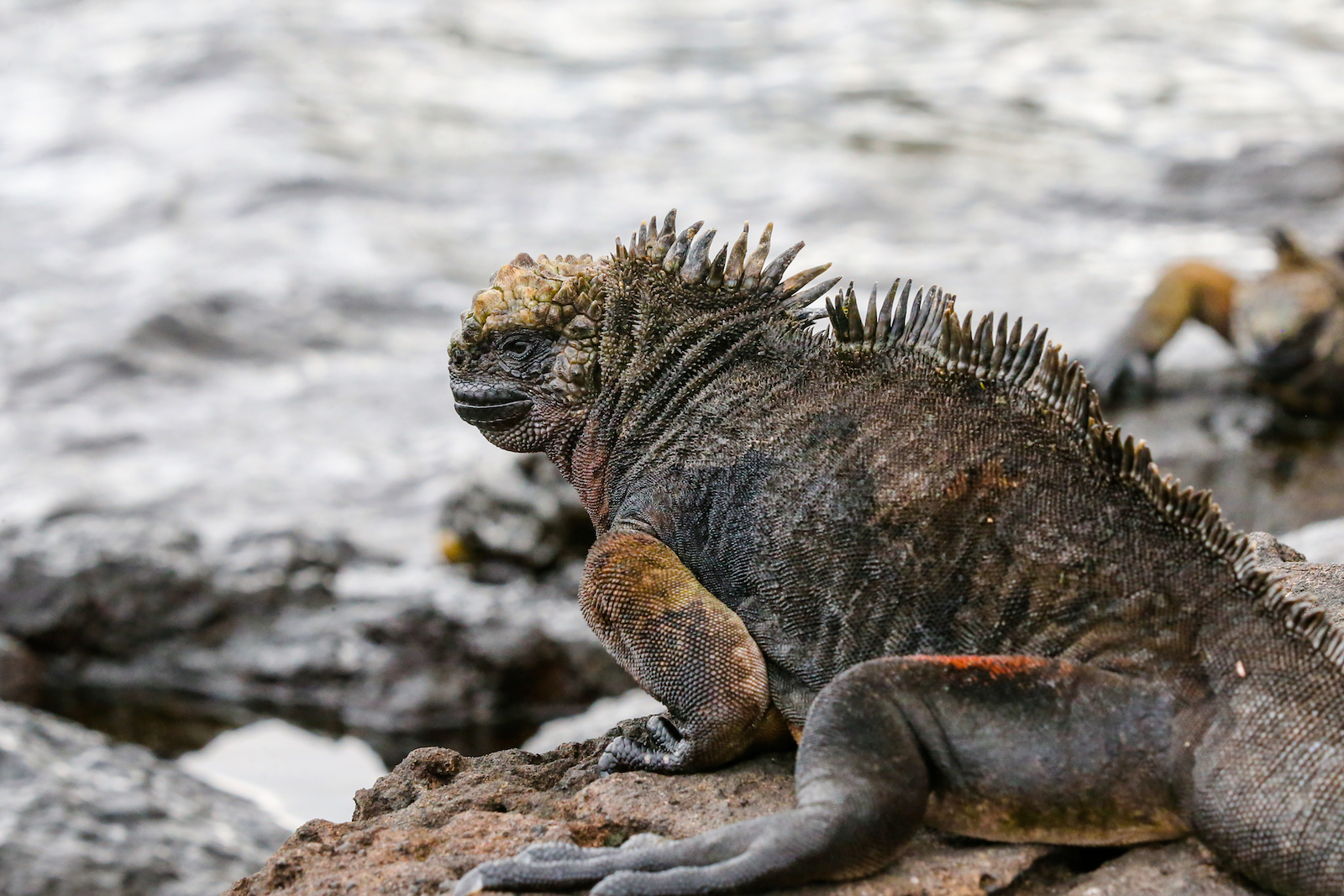GALAPAGOS DAY 2 A -68.JPG