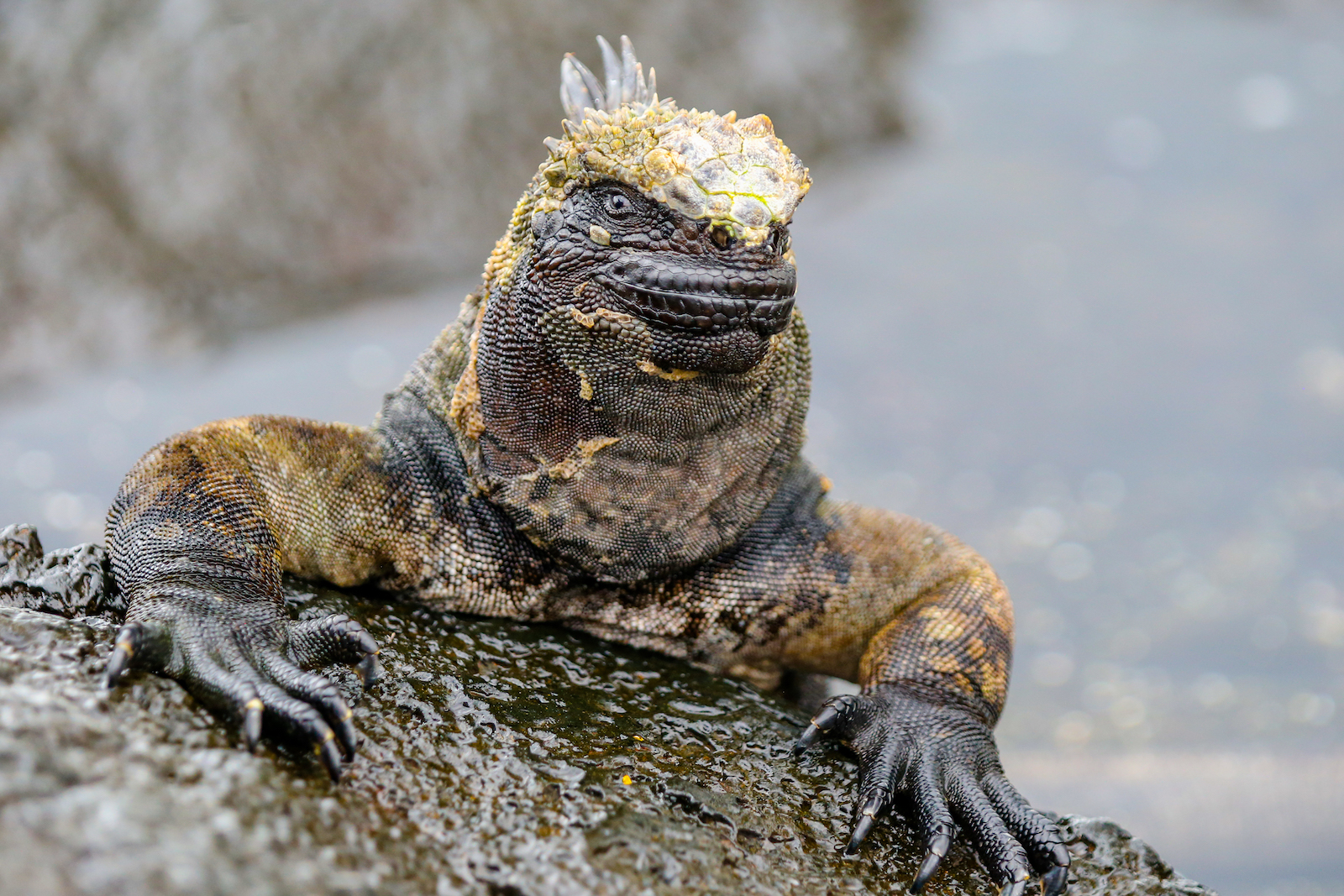 GALAPAGOS DAY 2 A -70.JPG