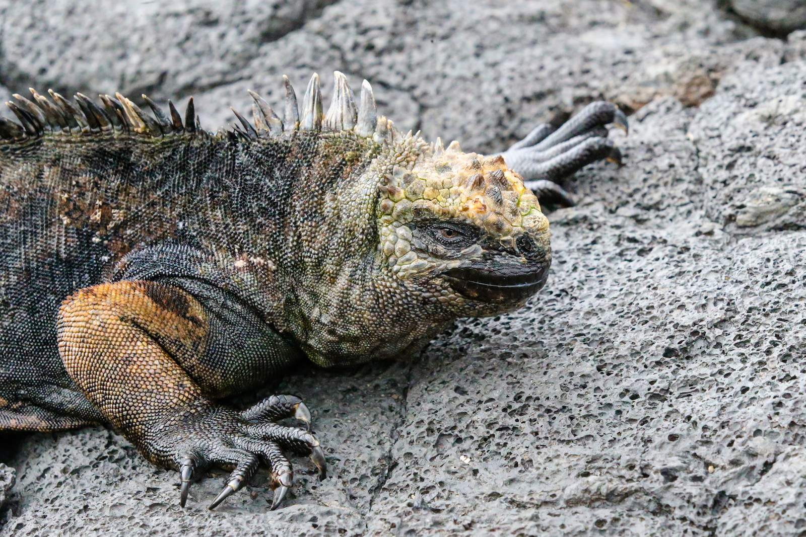 GALAPAGOS DAY 2 A -69.JPG