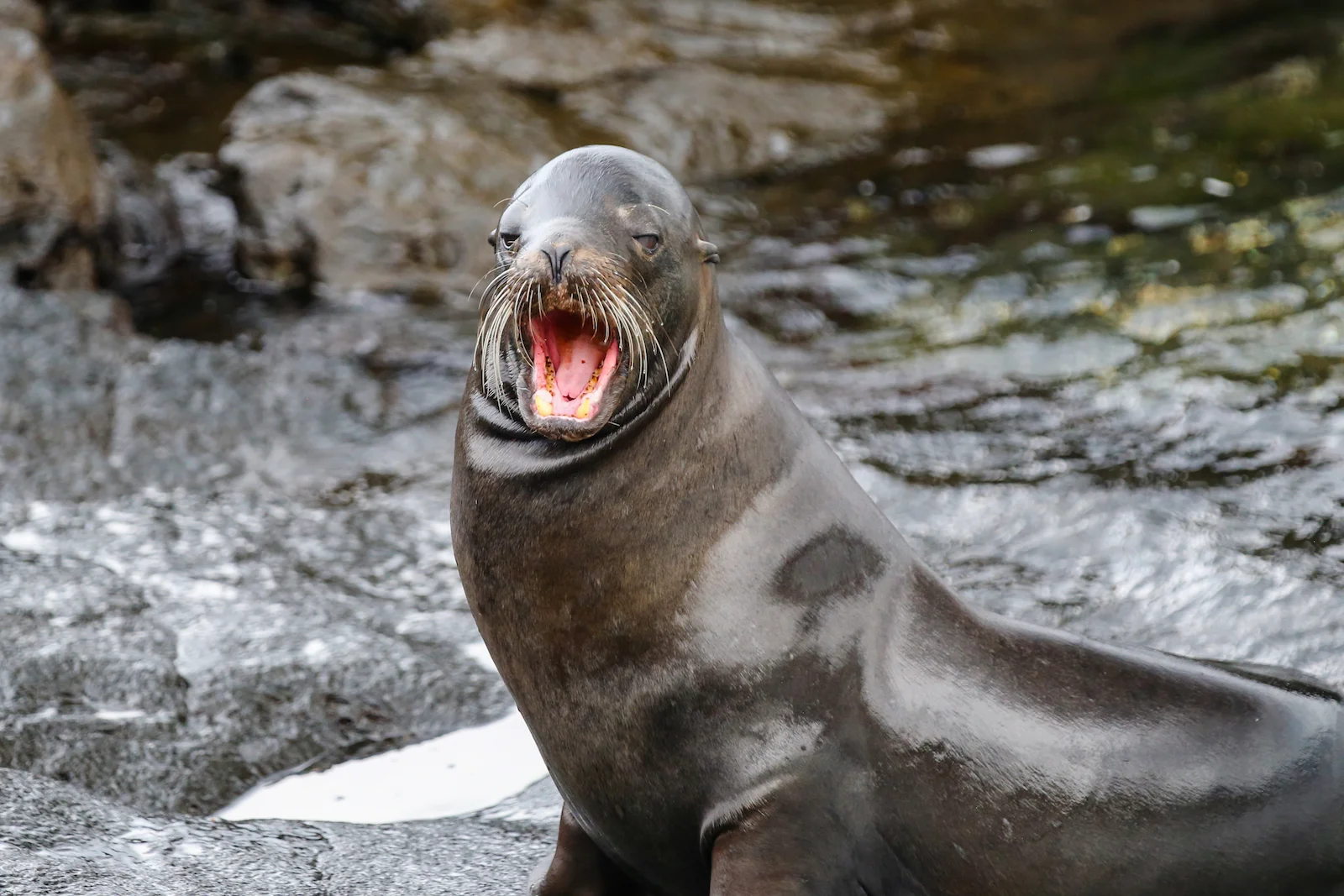 GALAPAGOS DAY 2 A -71.JPG