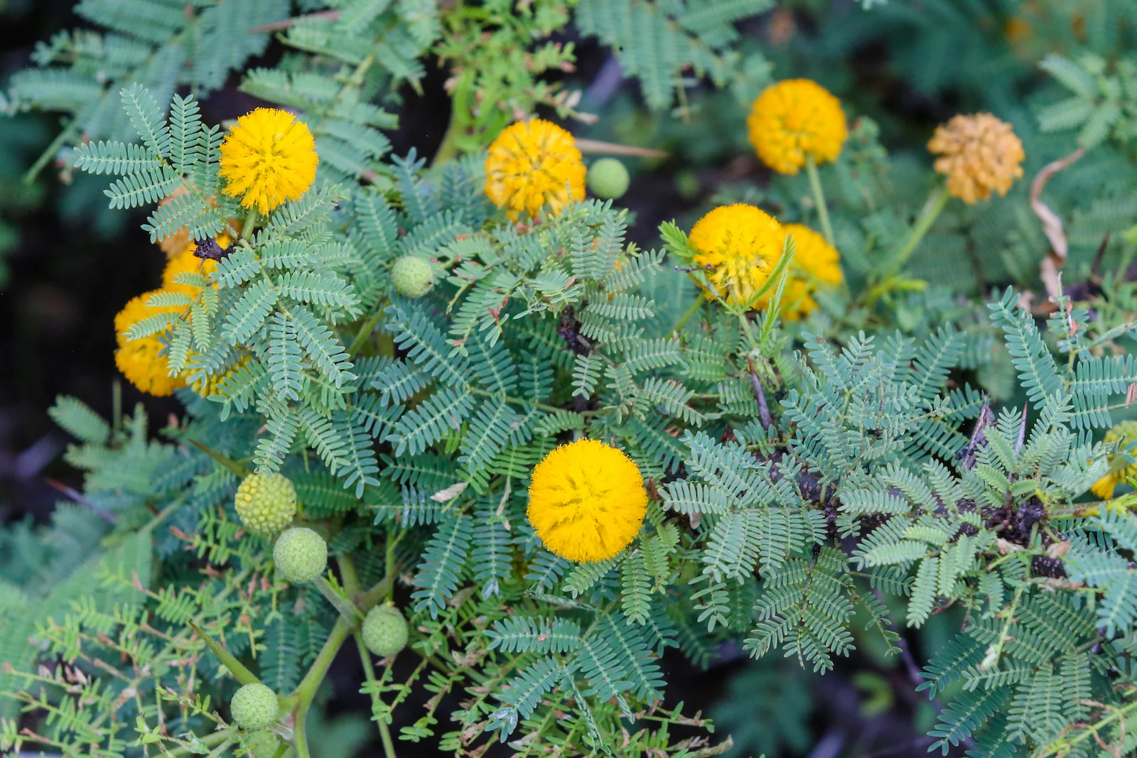 GALAPAGOS DAY 2 A -72.JPG