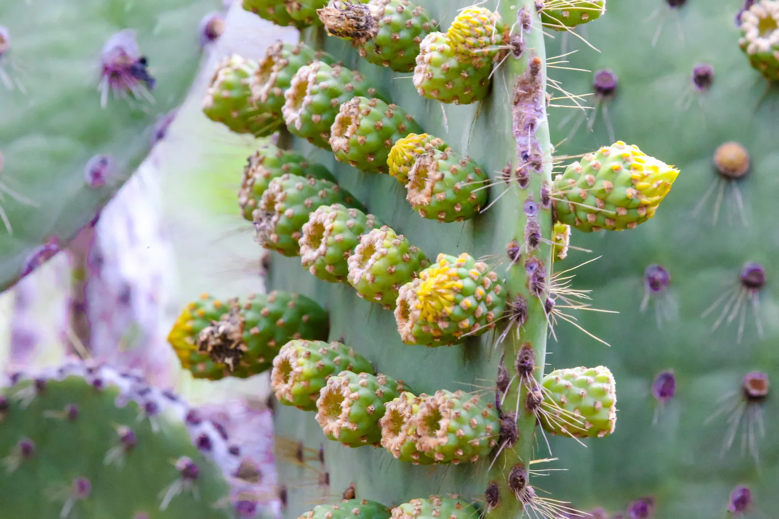 GALAPAGOS DAY 2 B-6.JPG