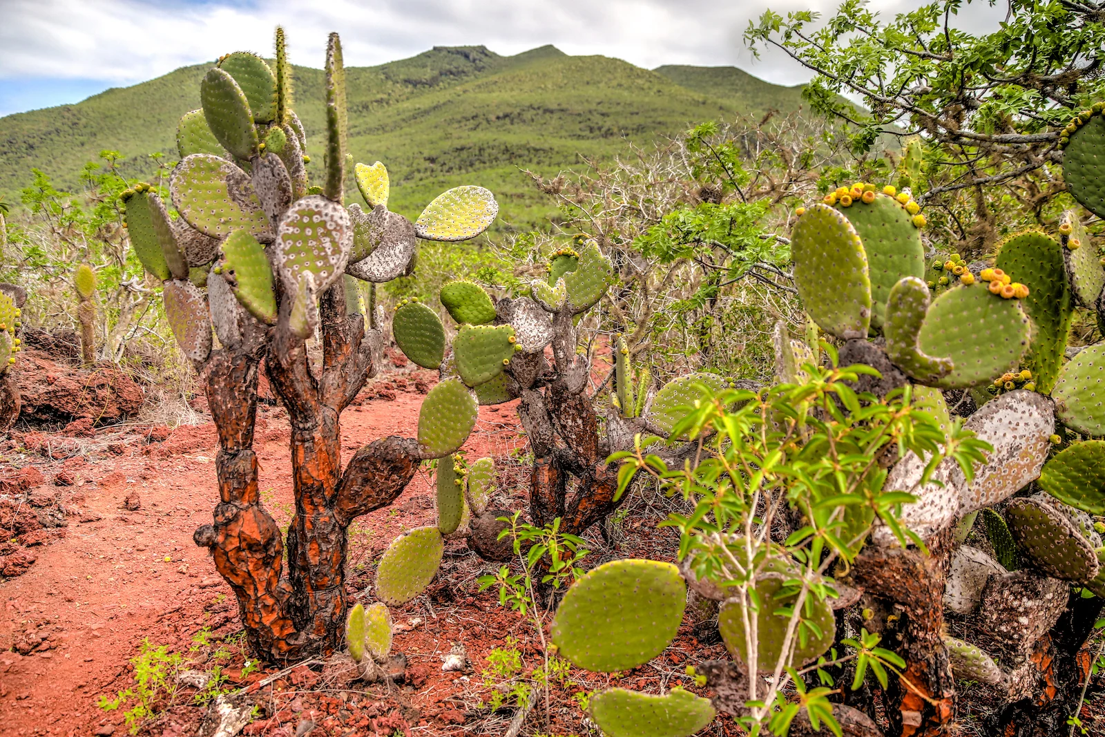 GALAPAGOS DAY 2 B-7.JPG
