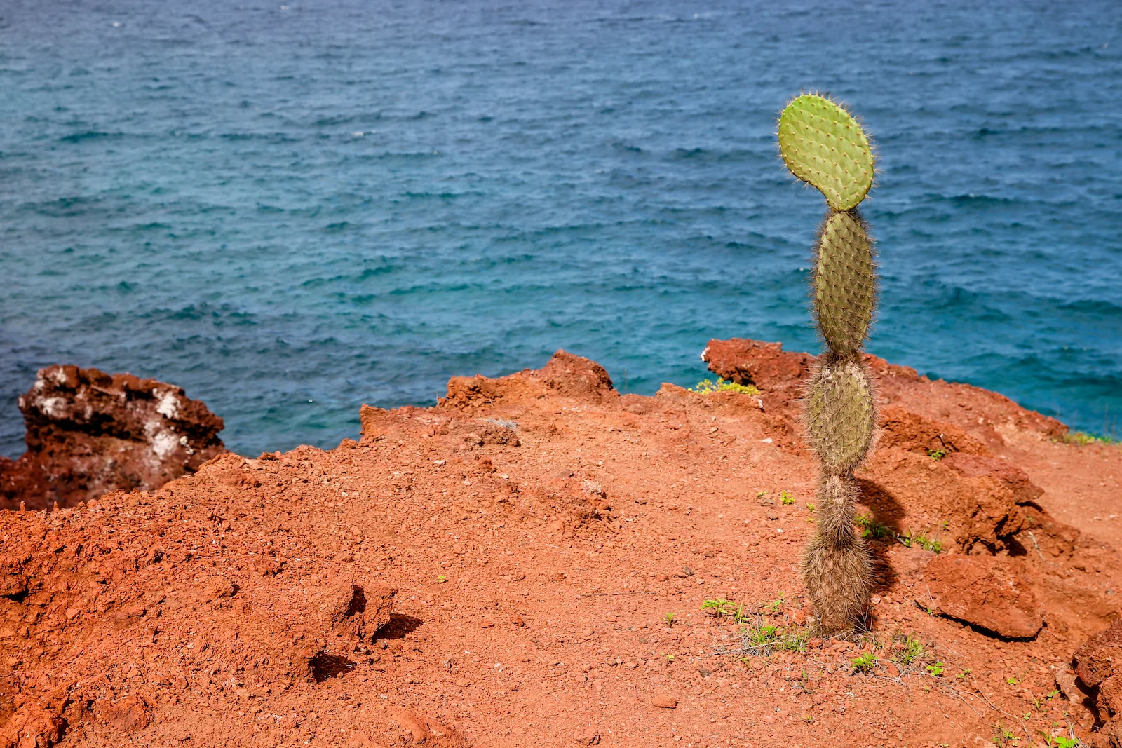 GALAPAGOS DAY 2 B-11.JPG