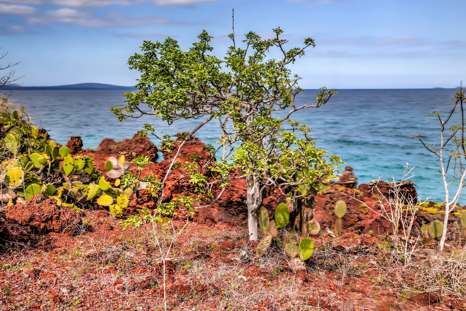 GALAPAGOS DAY 2 B-17.JPG