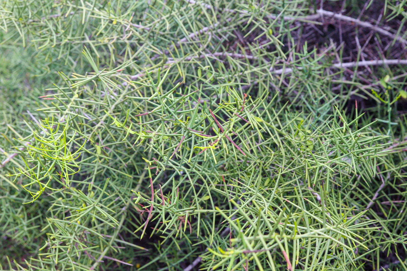 GALAPAGOS DAY 2 B-23.JPG