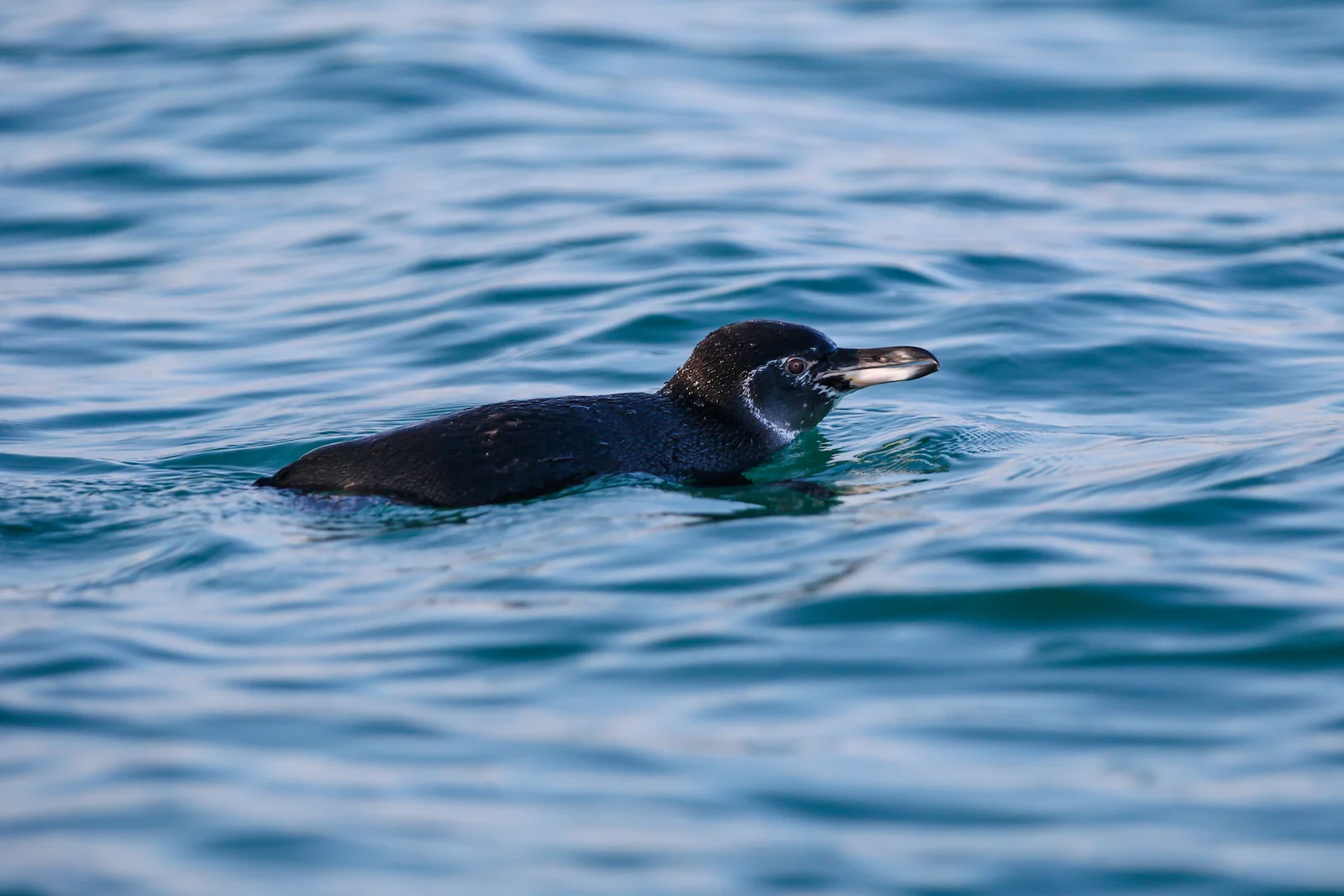 GALAPAGOS DAY 3 A-3.JPG