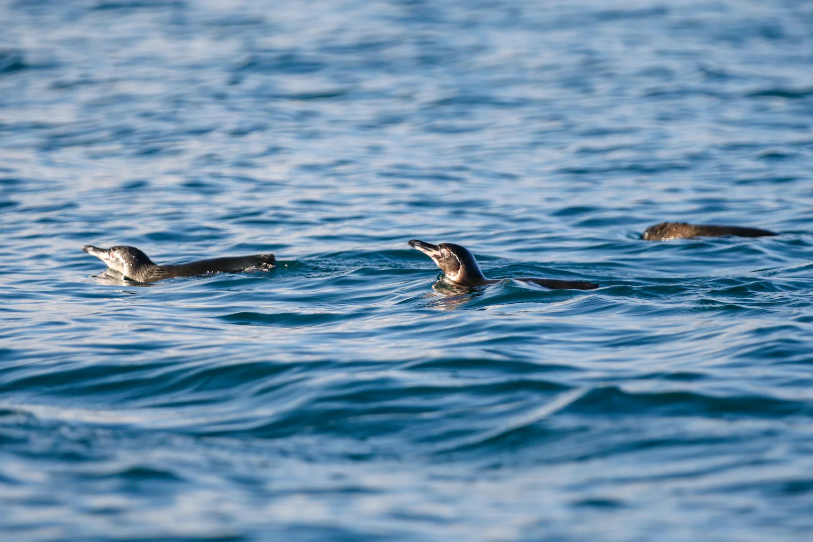 GALAPAGOS DAY 3 A-4.JPG