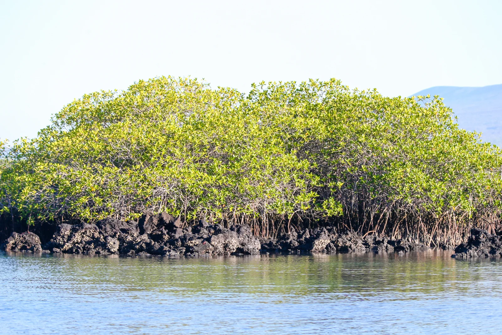 GALAPAGOS DAY 3 A-6.JPG
