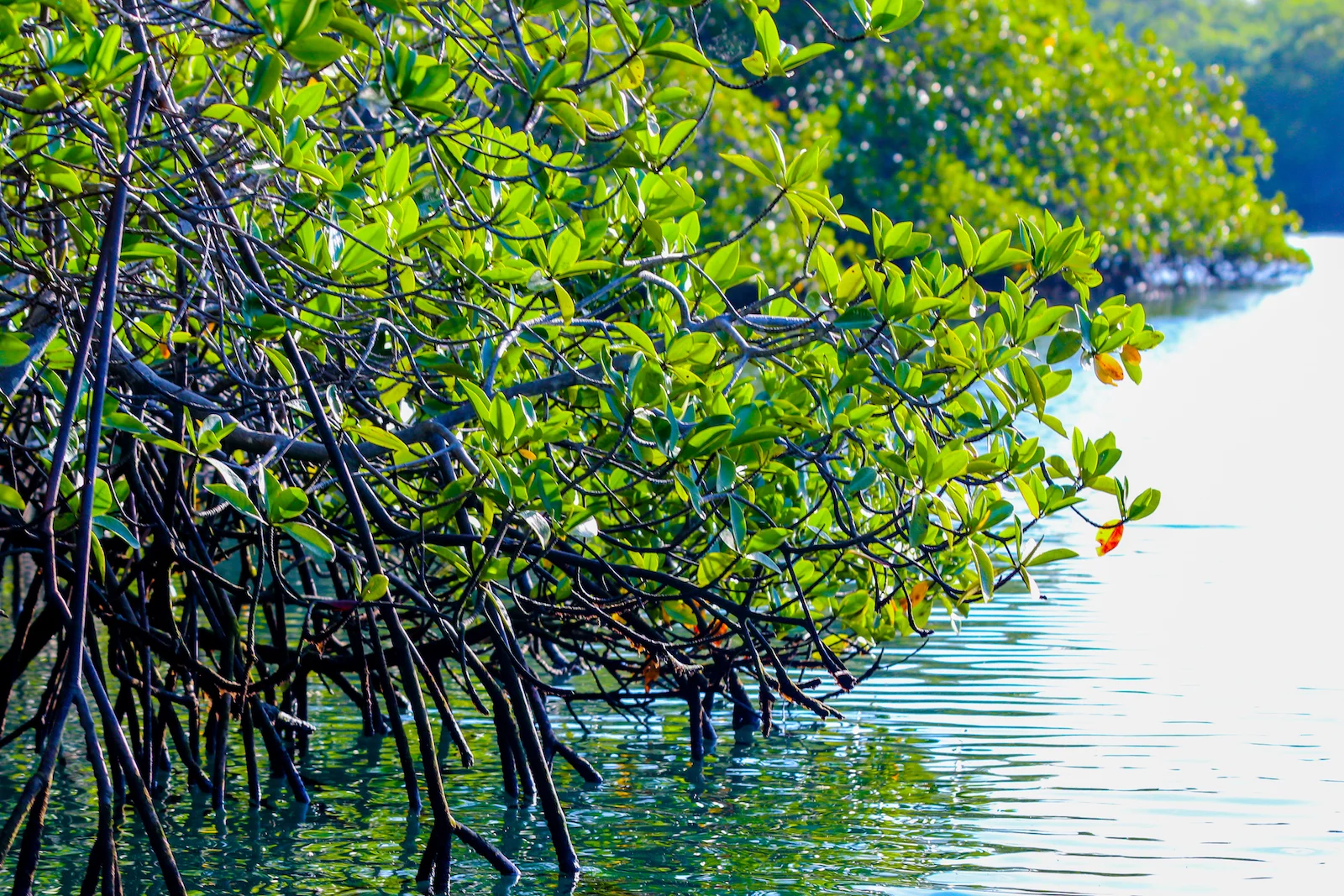 GALAPAGOS DAY 3 A-8.JPG