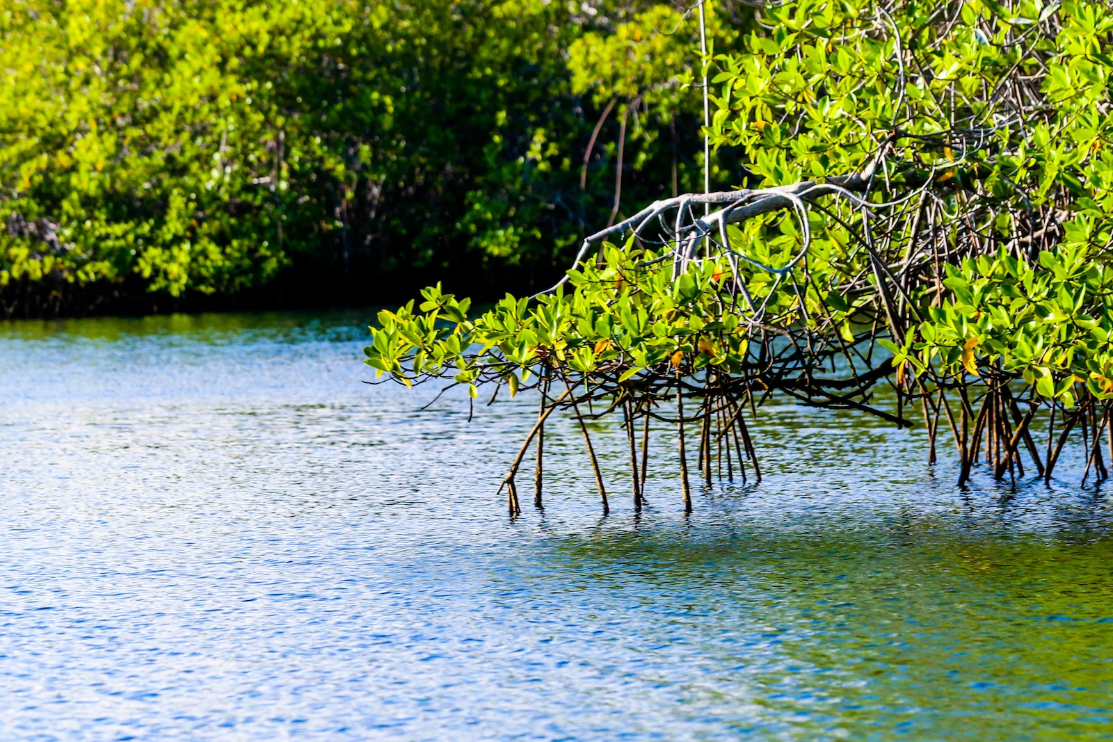 GALAPAGOS DAY 3 A-9.JPG