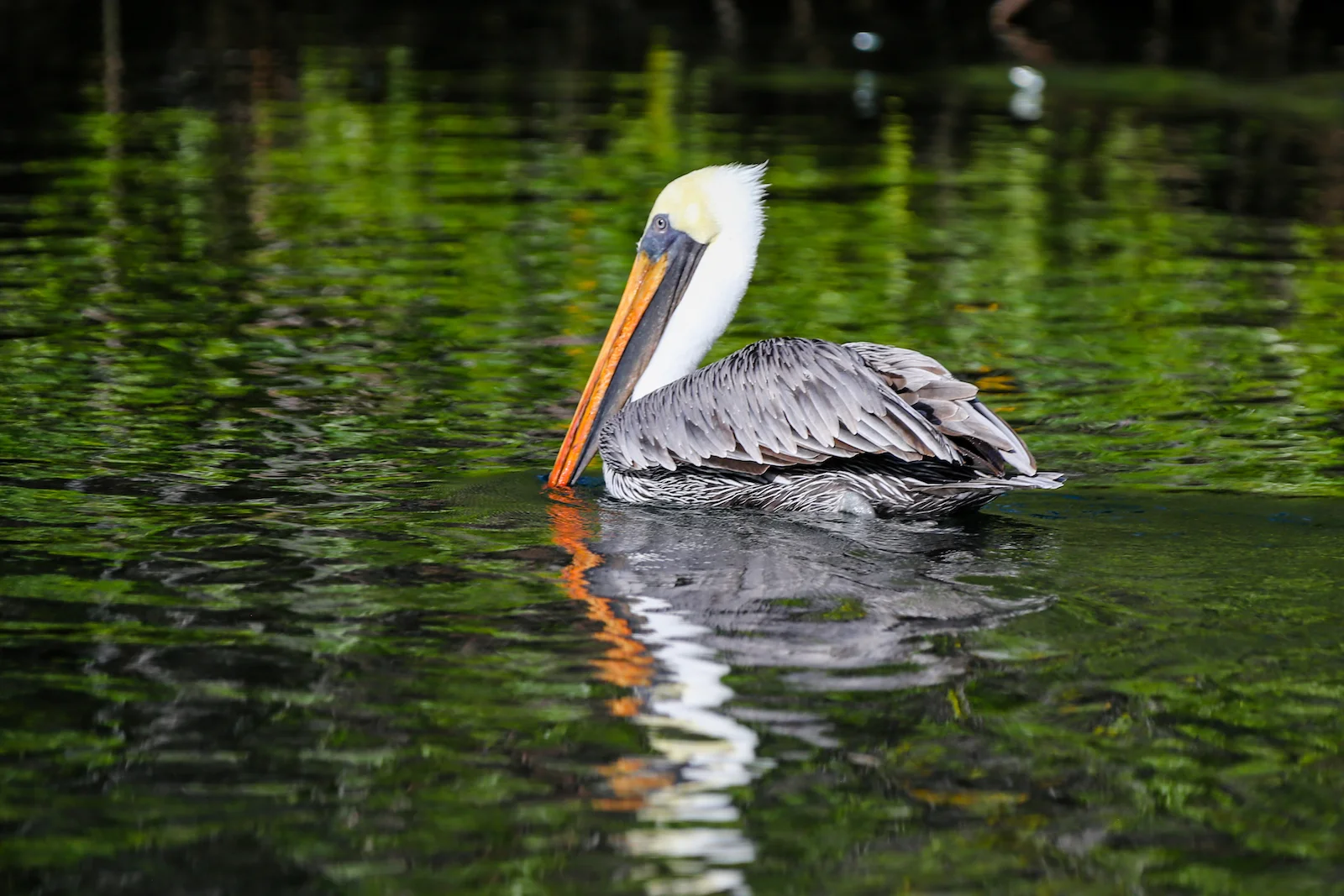 GALAPAGOS DAY 3 A-14.JPG