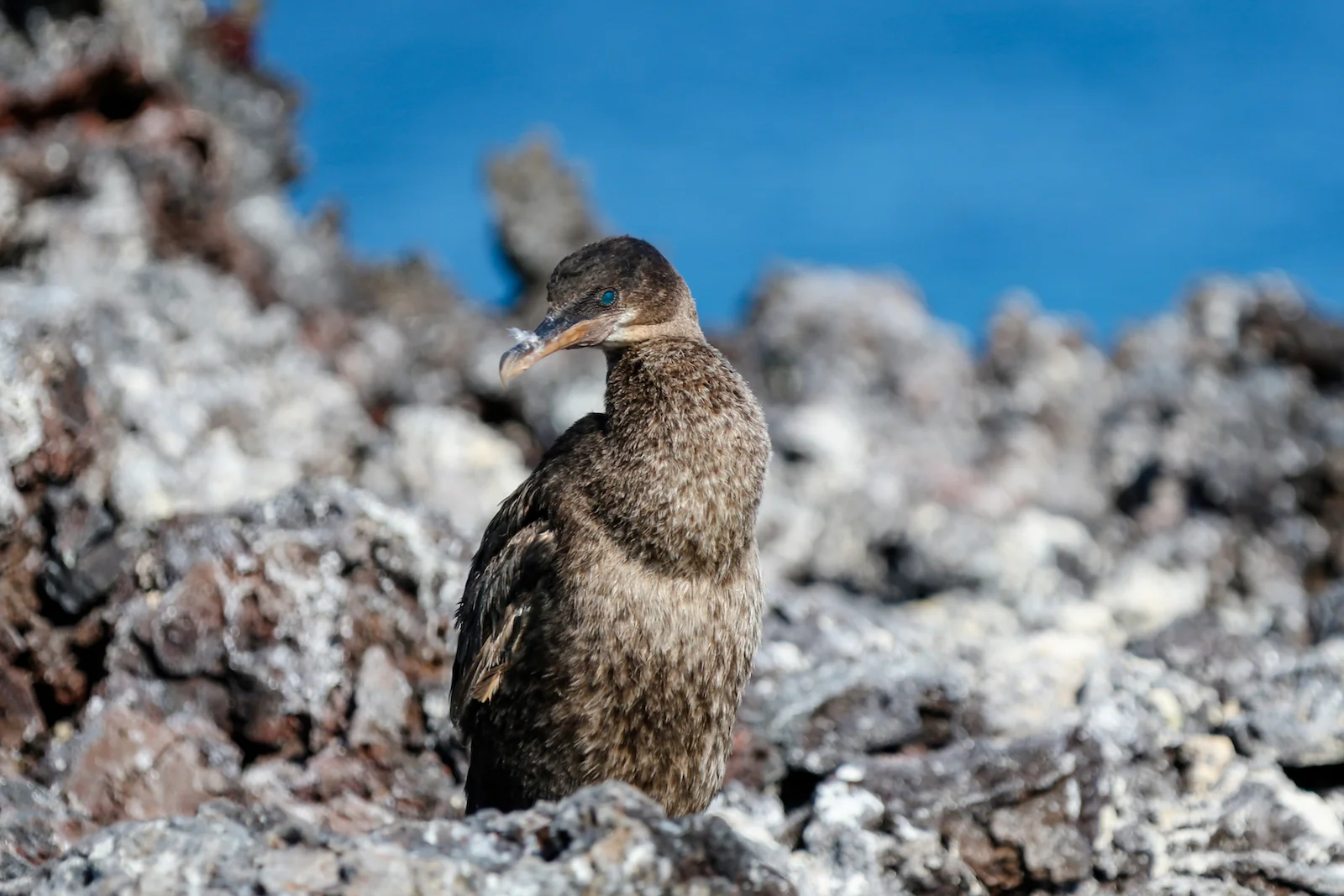 GALAPAGOS DAY 3 A-23.JPG