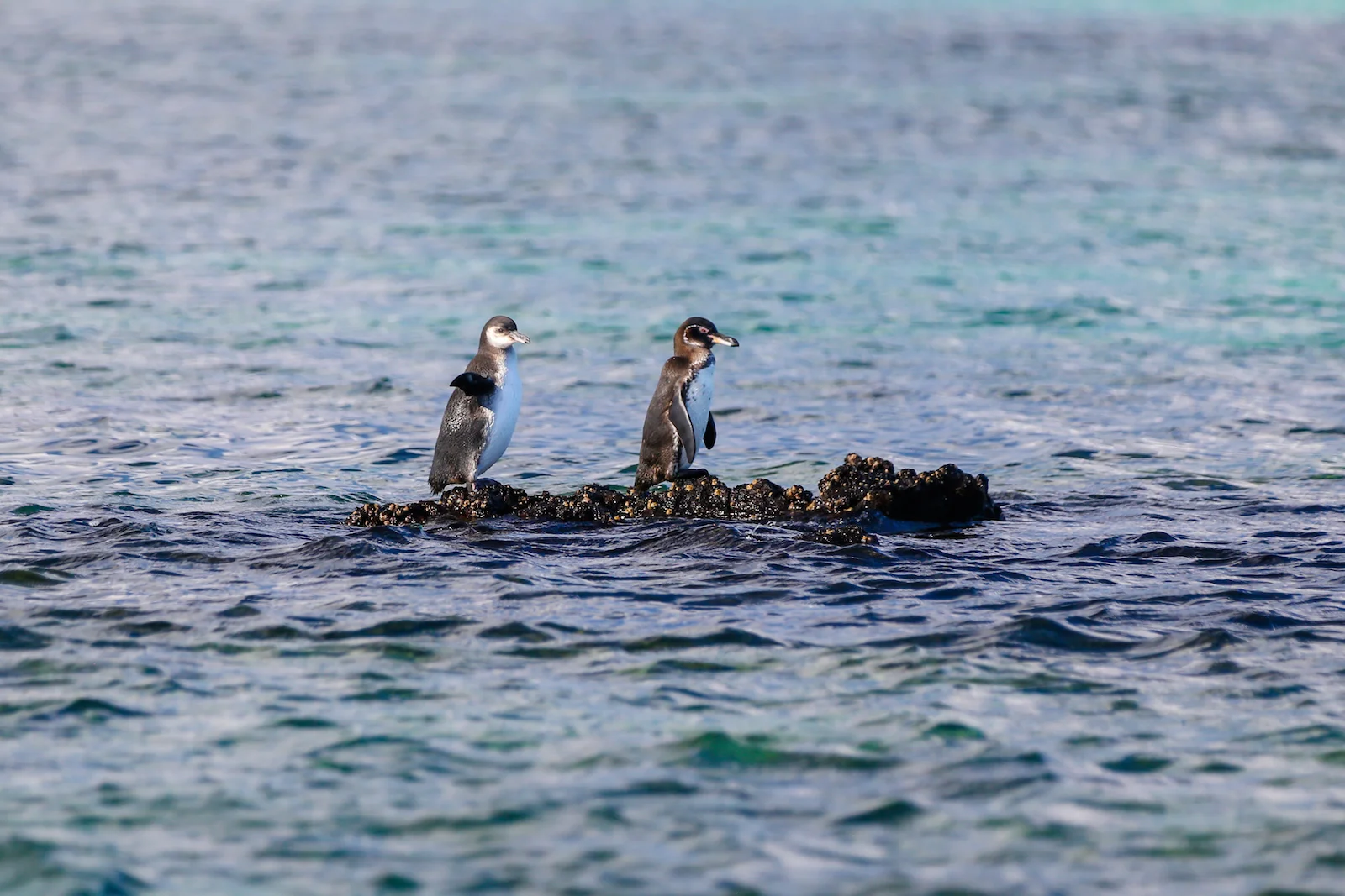 GALAPAGOS DAY 3 A-22.JPG