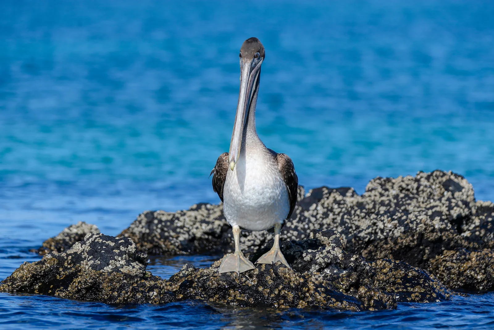 GALAPAGOS DAY 3 A-25.JPG