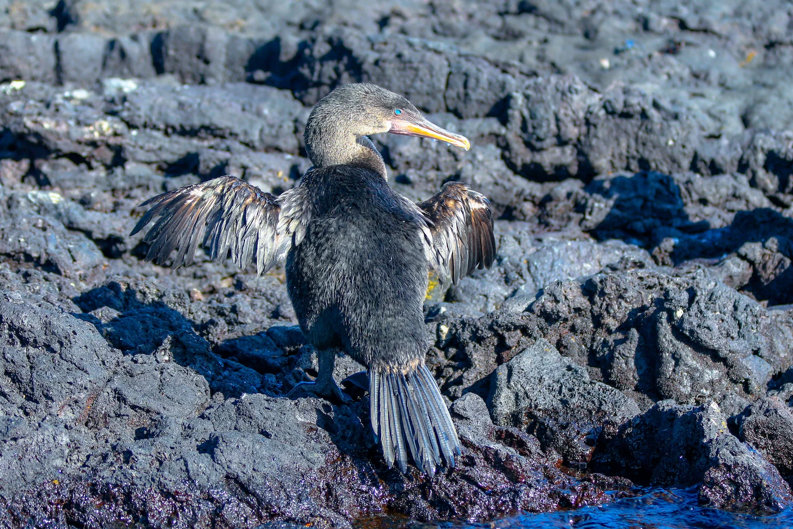 GALAPAGOS DAY 3 A-24.JPG