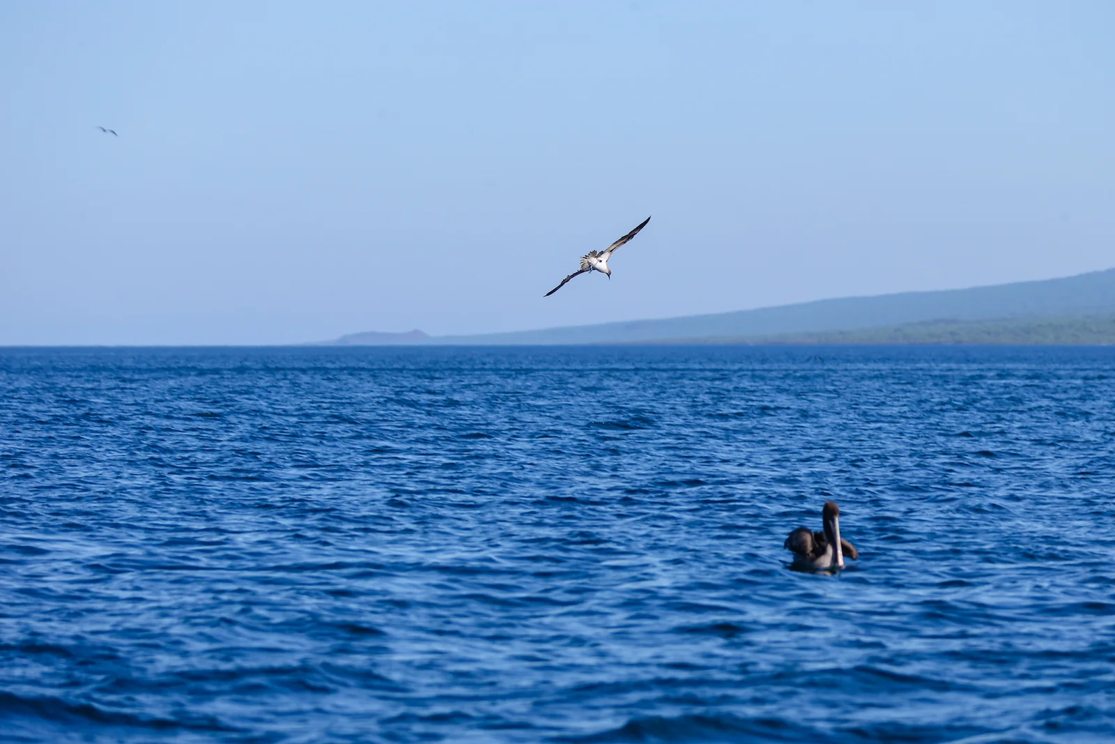GALAPAGOS DAY 3 A-26.JPG