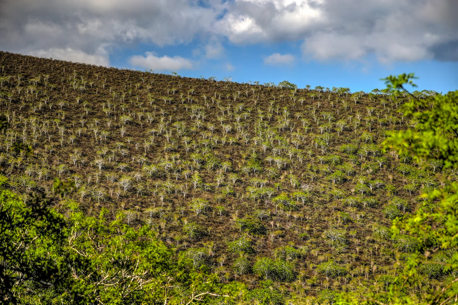 GALAPAGOS DAY 3 B-10.JPG