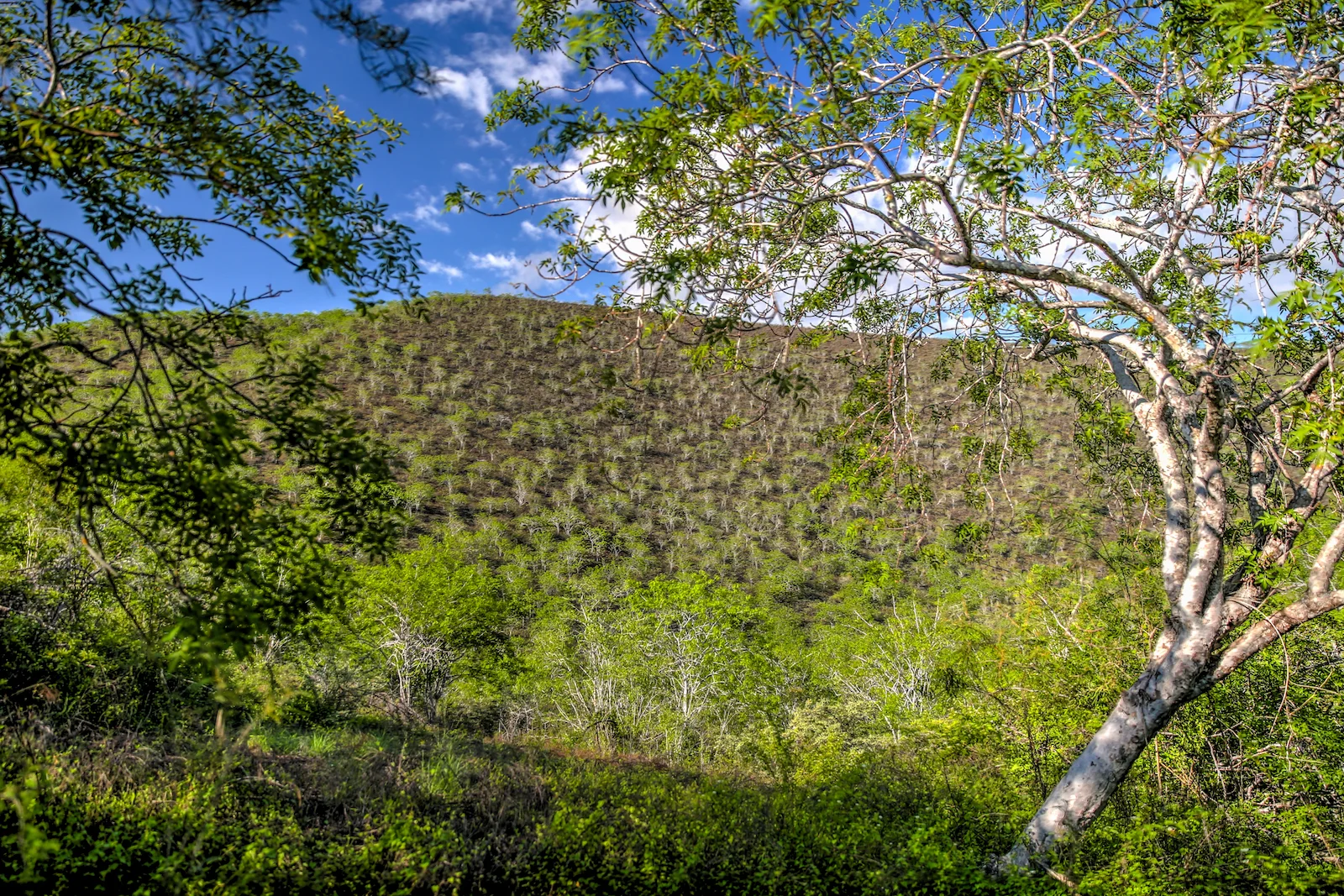 GALAPAGOS DAY 3 B-11.JPG