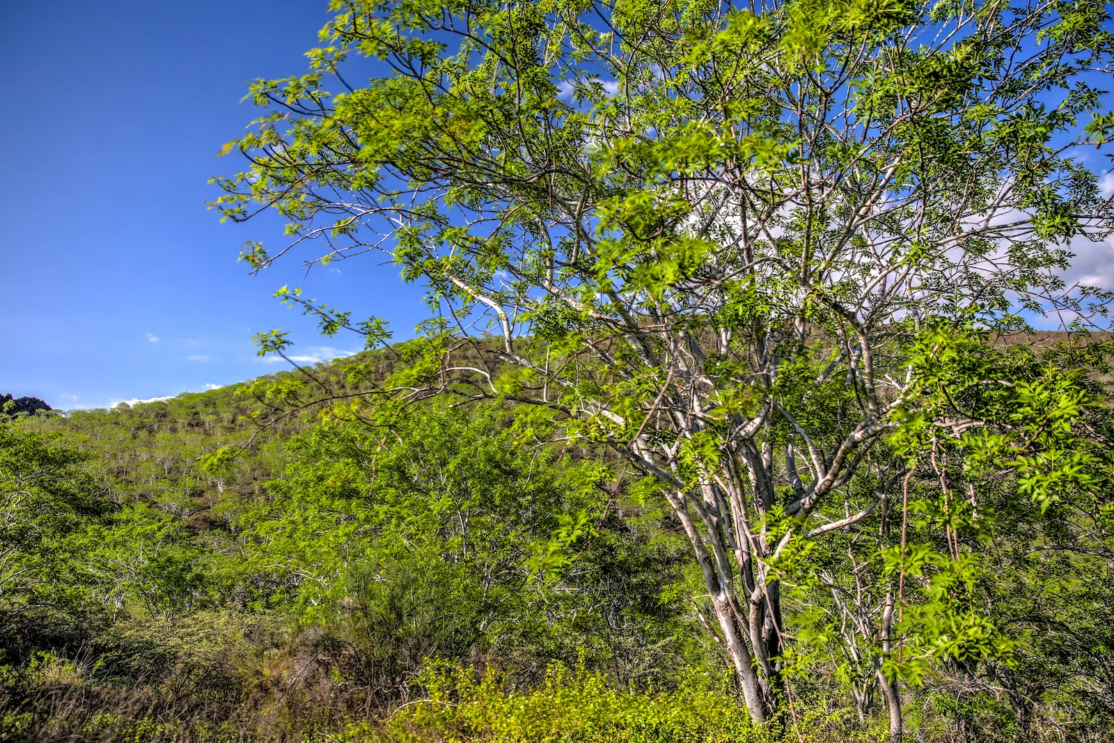 GALAPAGOS DAY 3 B-12.JPG