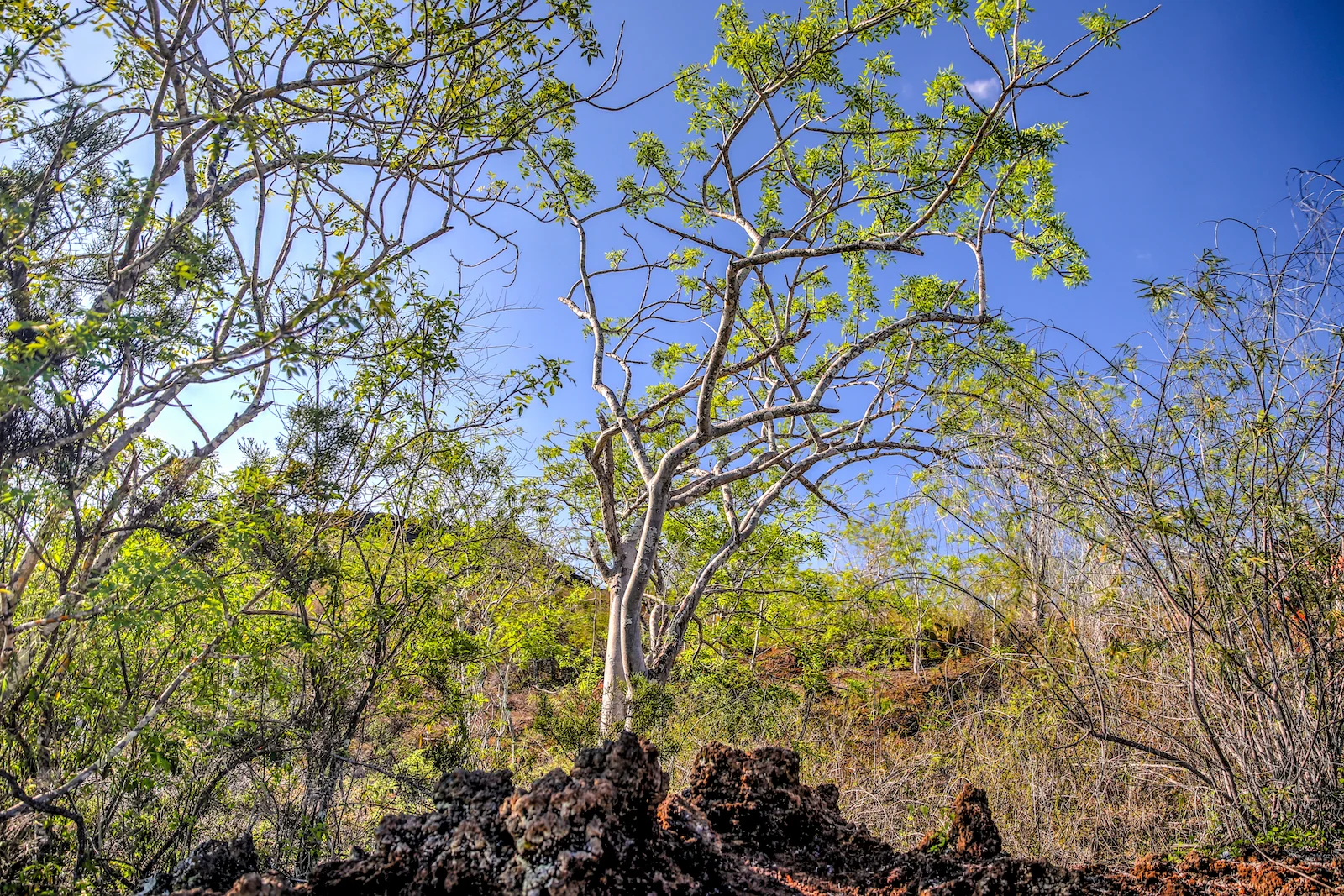 GALAPAGOS DAY 3 B-16.JPG