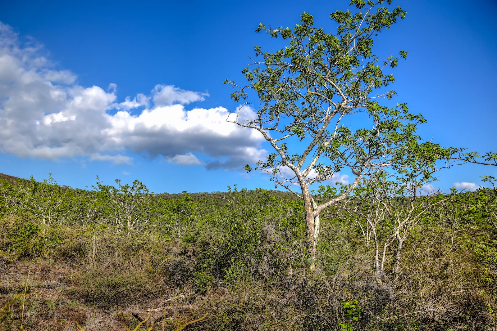 GALAPAGOS DAY 3 B-17.JPG
