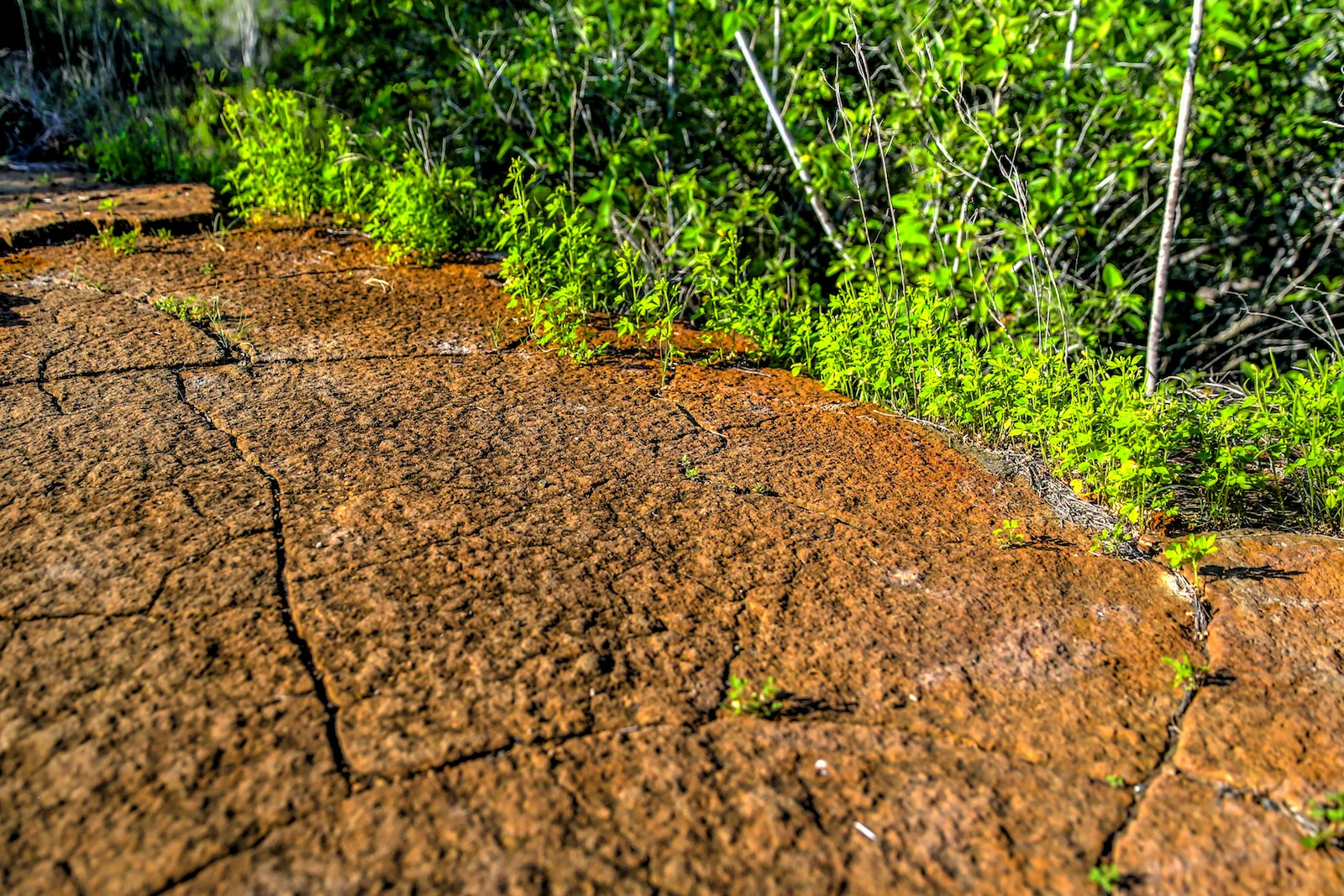 GALAPAGOS DAY 3 B-21.JPG