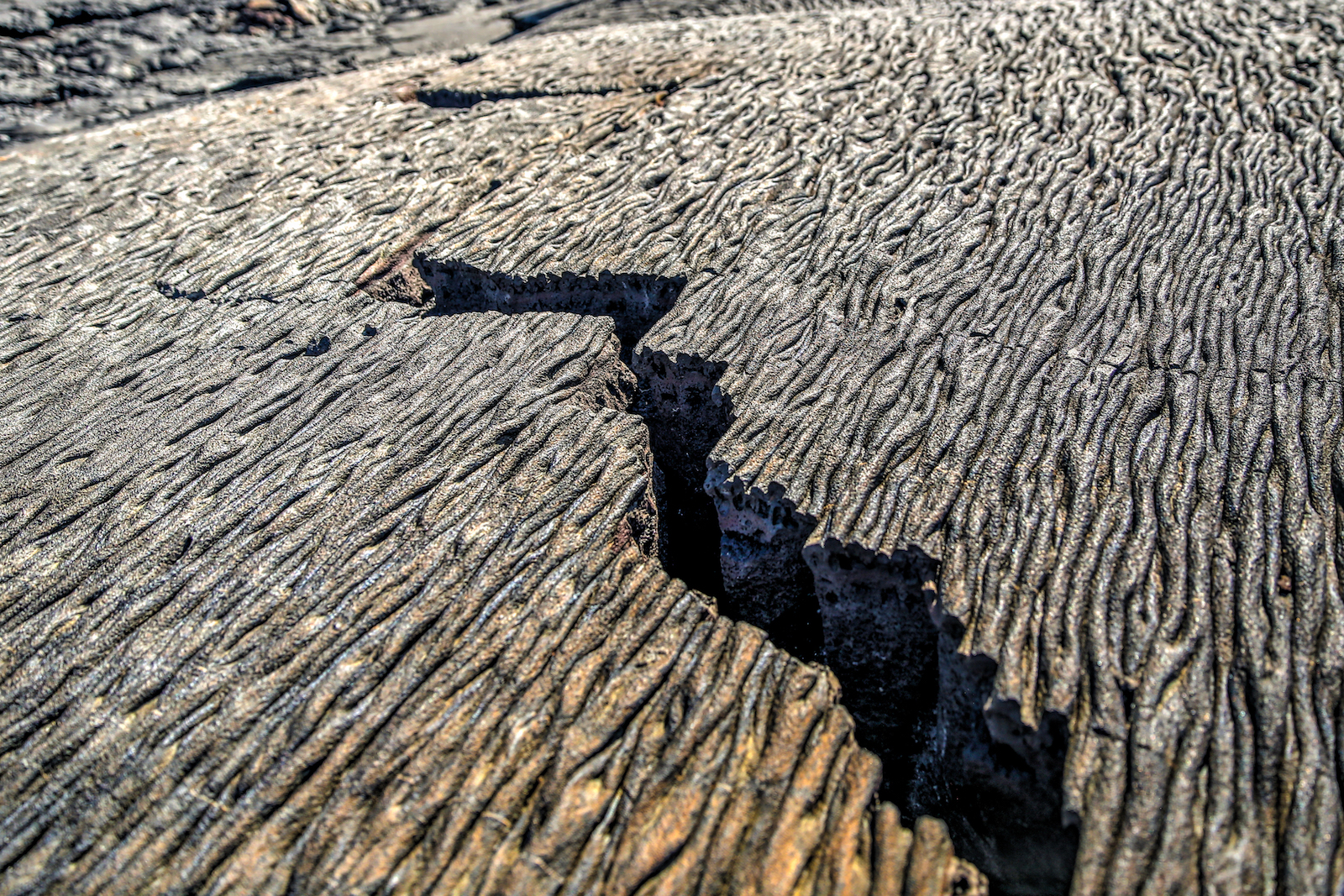 GALAPAGOS DAY 4 A-31.JPG