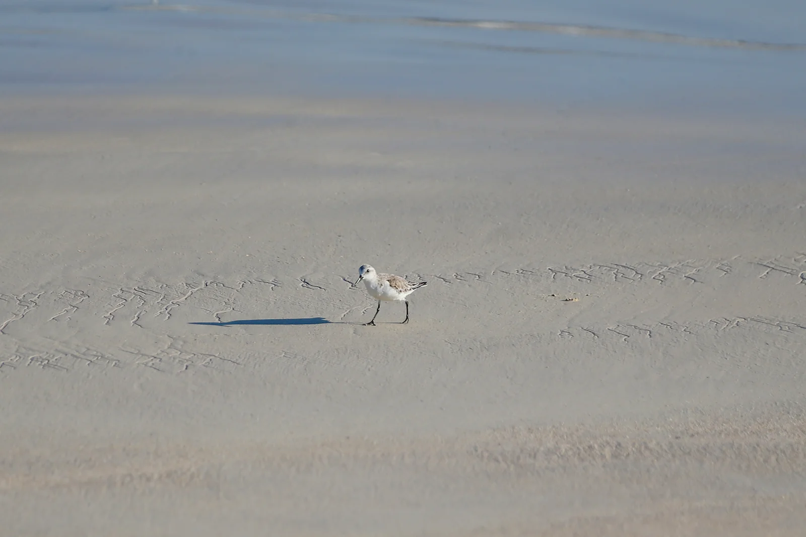 GALAPAGOS BACHUS BEACH-1.JPG