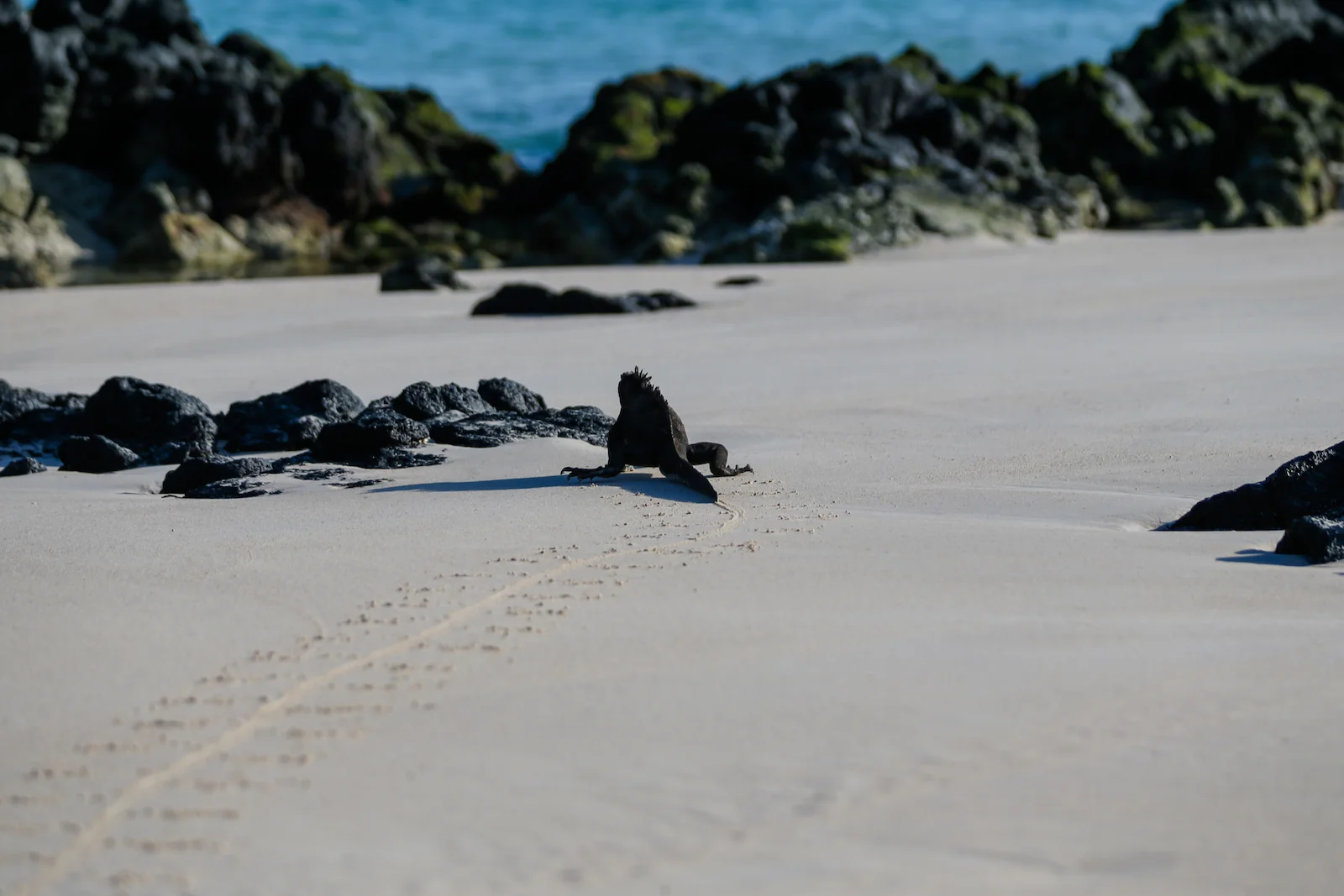 GALAPAGOS BACHUS BEACH-7.JPG
