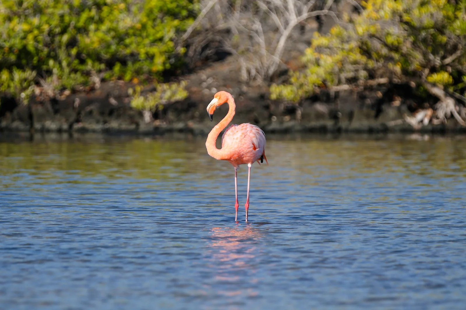 GALAPAGOS BACHUS BEACH-11.JPG