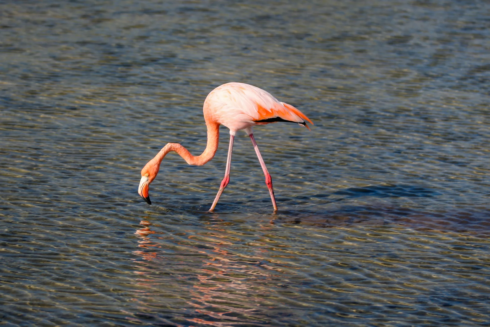 GALAPAGOS BACHUS BEACH-13.JPG