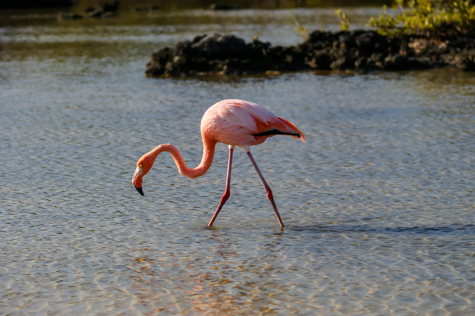 GALAPAGOS BACHUS BEACH-15.JPG