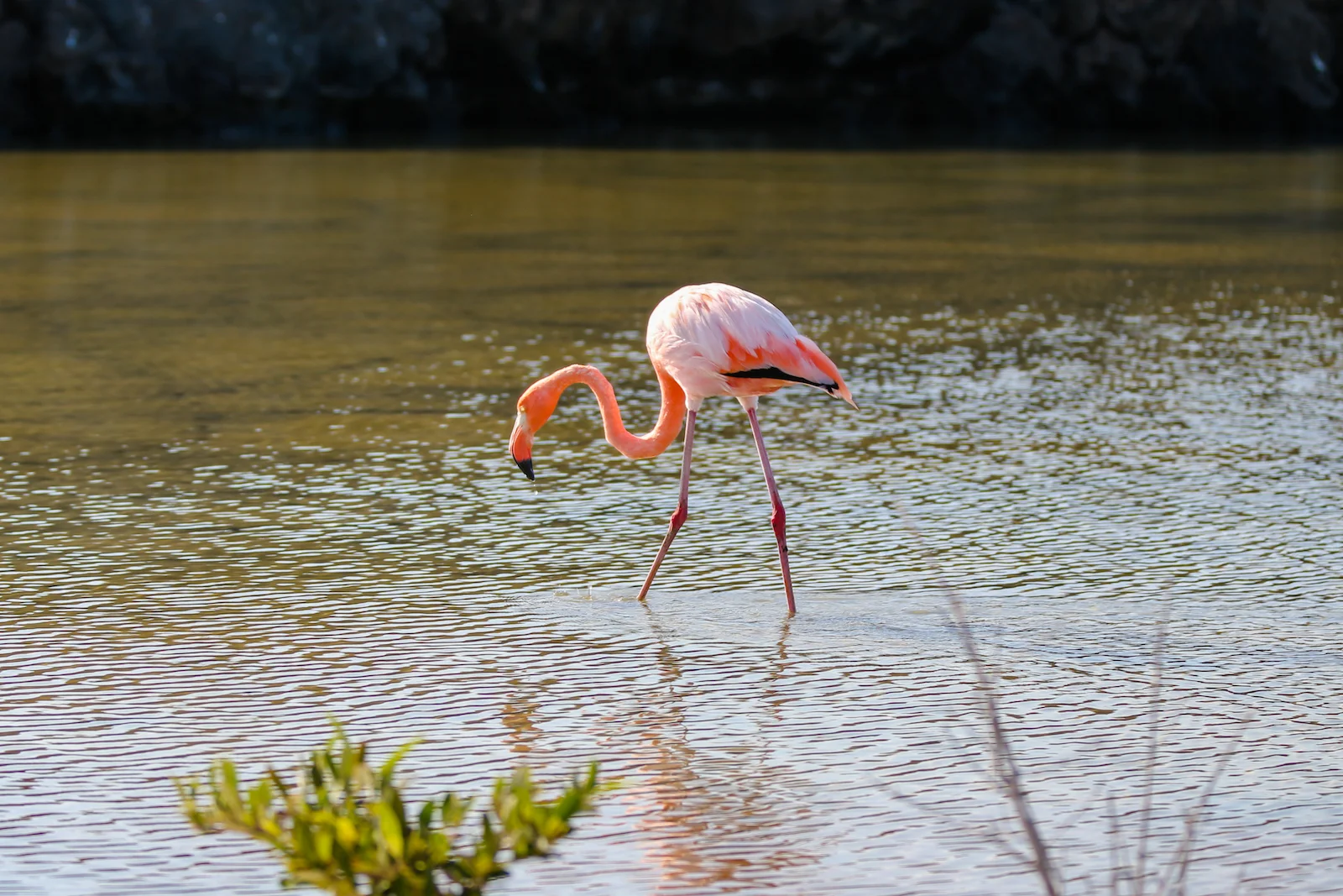 GALAPAGOS BACHUS BEACH-17.JPG