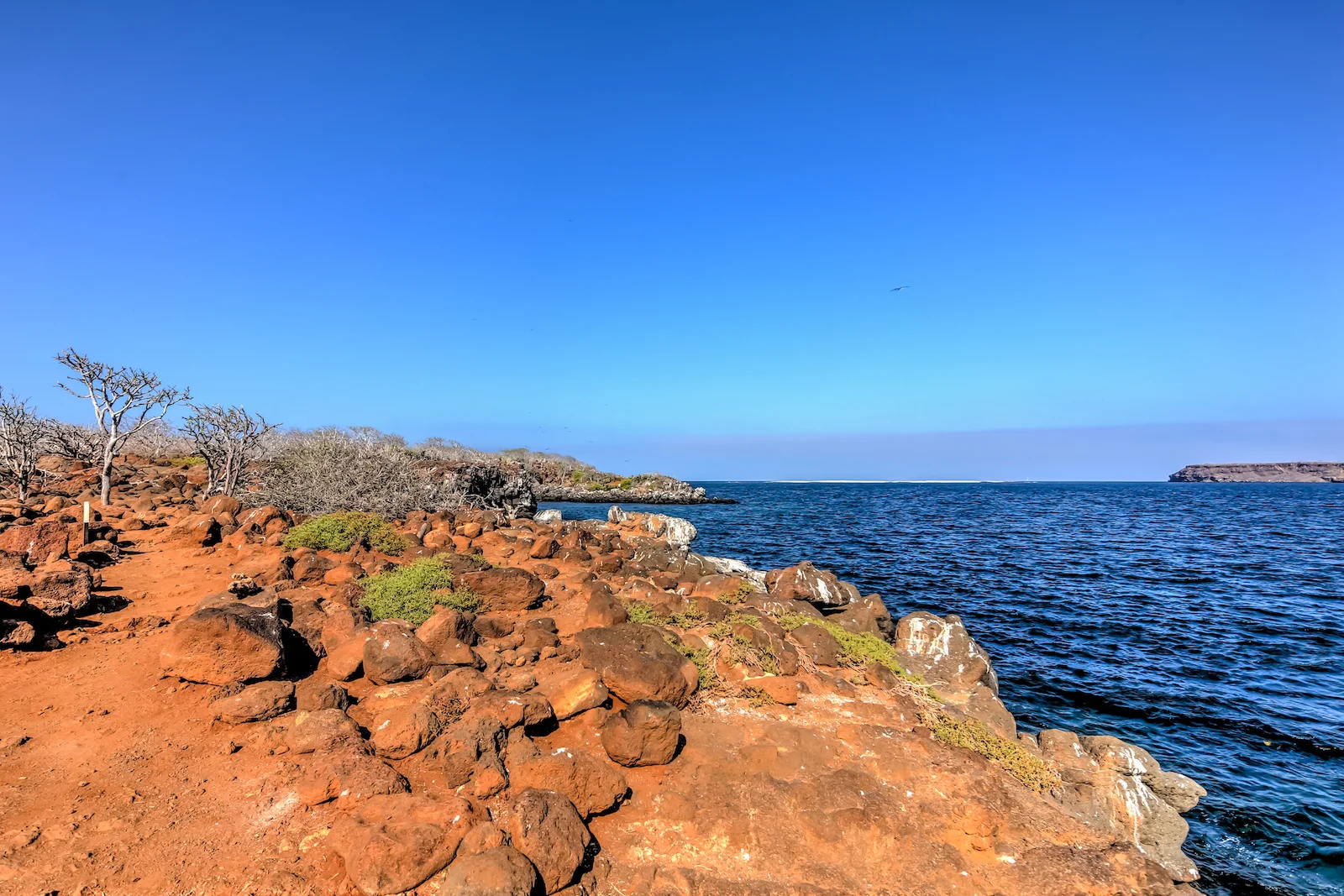 2018 GALAPAGOS DAY 5 NORTH SEYMOUR-2.JPG