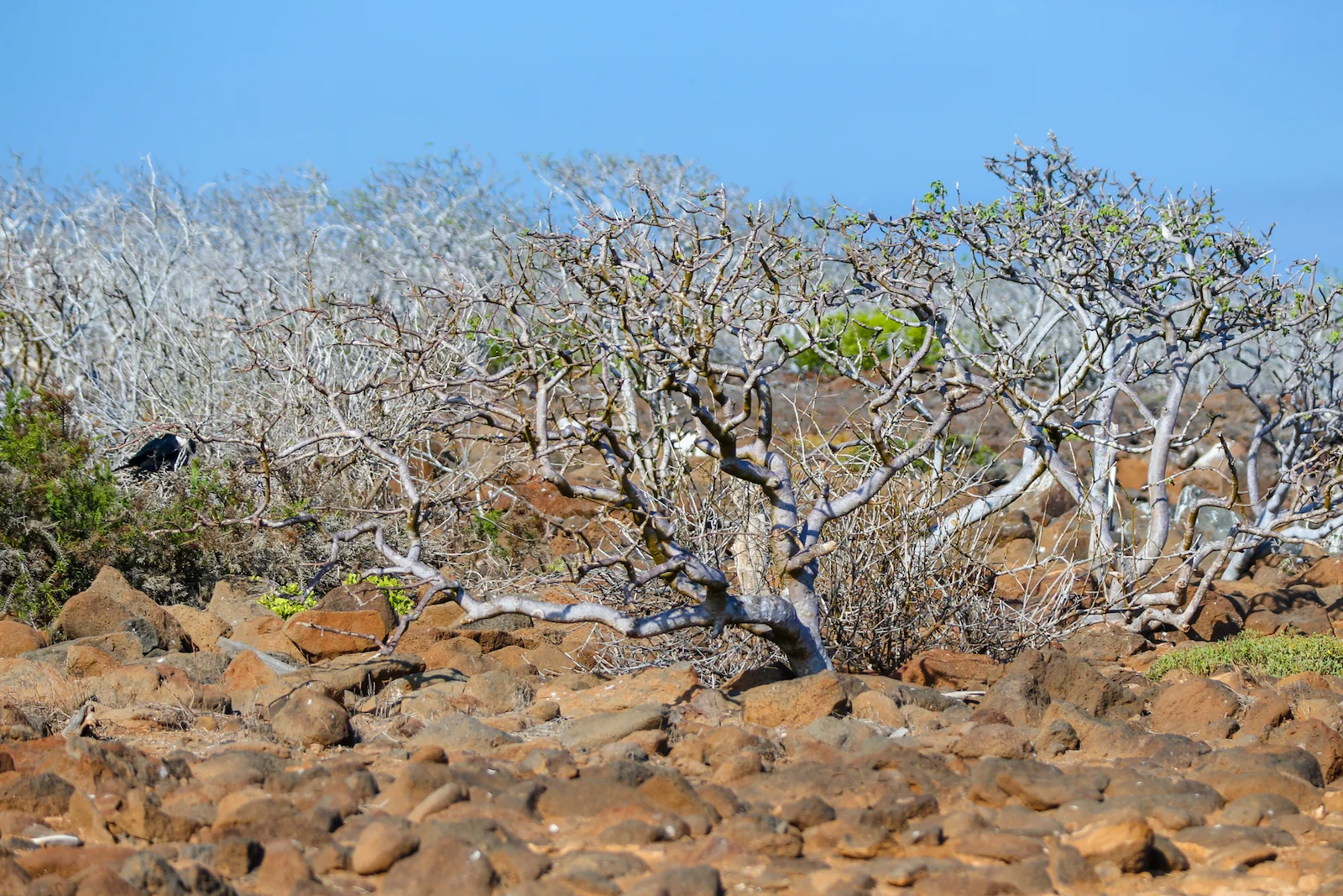 2018 GALAPAGOS DAY 5 NORTH SEYMOUR-3.JPG