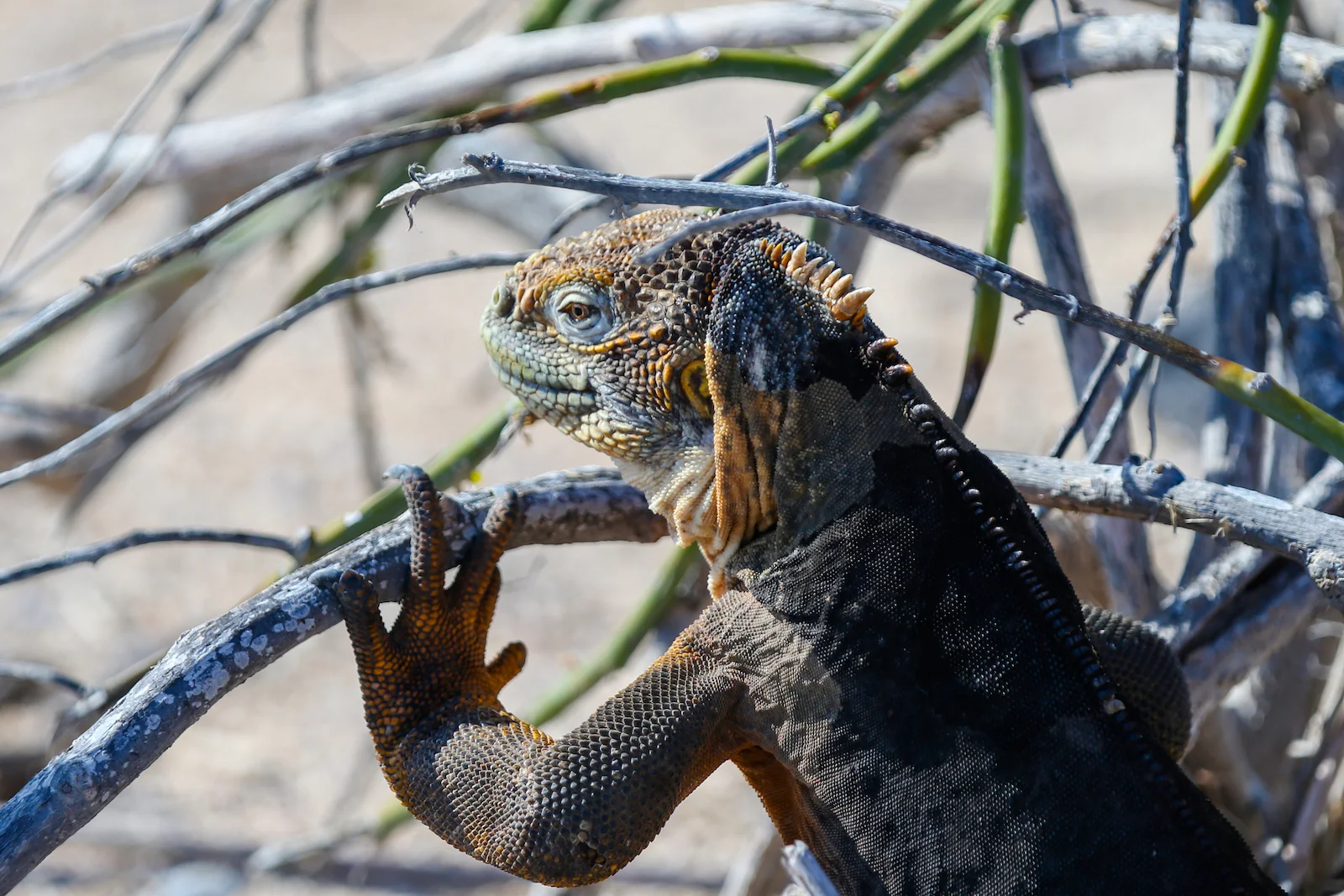 2018 GALAPAGOS DAY 5 NORTH SEYMOUR-5.JPG