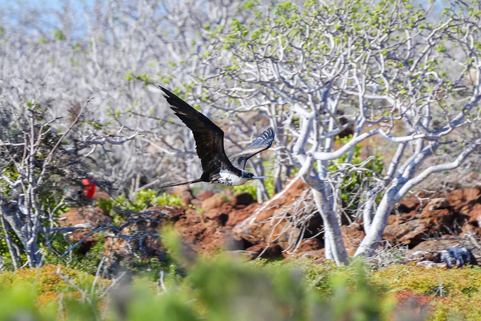 2018 GALAPAGOS DAY 5 NORTH SEYMOUR-6.JPG