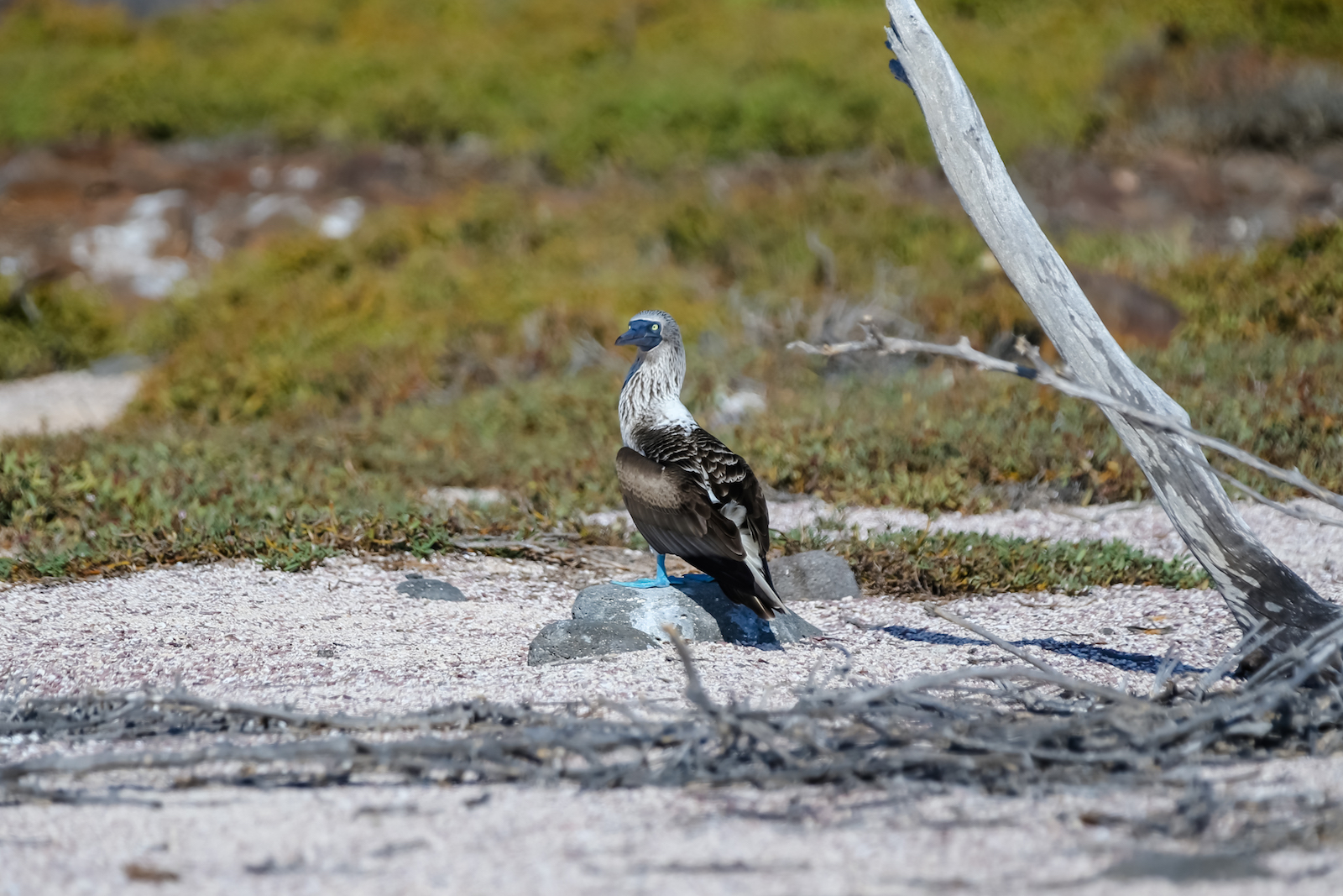 2018 GALAPAGOS DAY 5 NORTH SEYMOUR-8.JPG