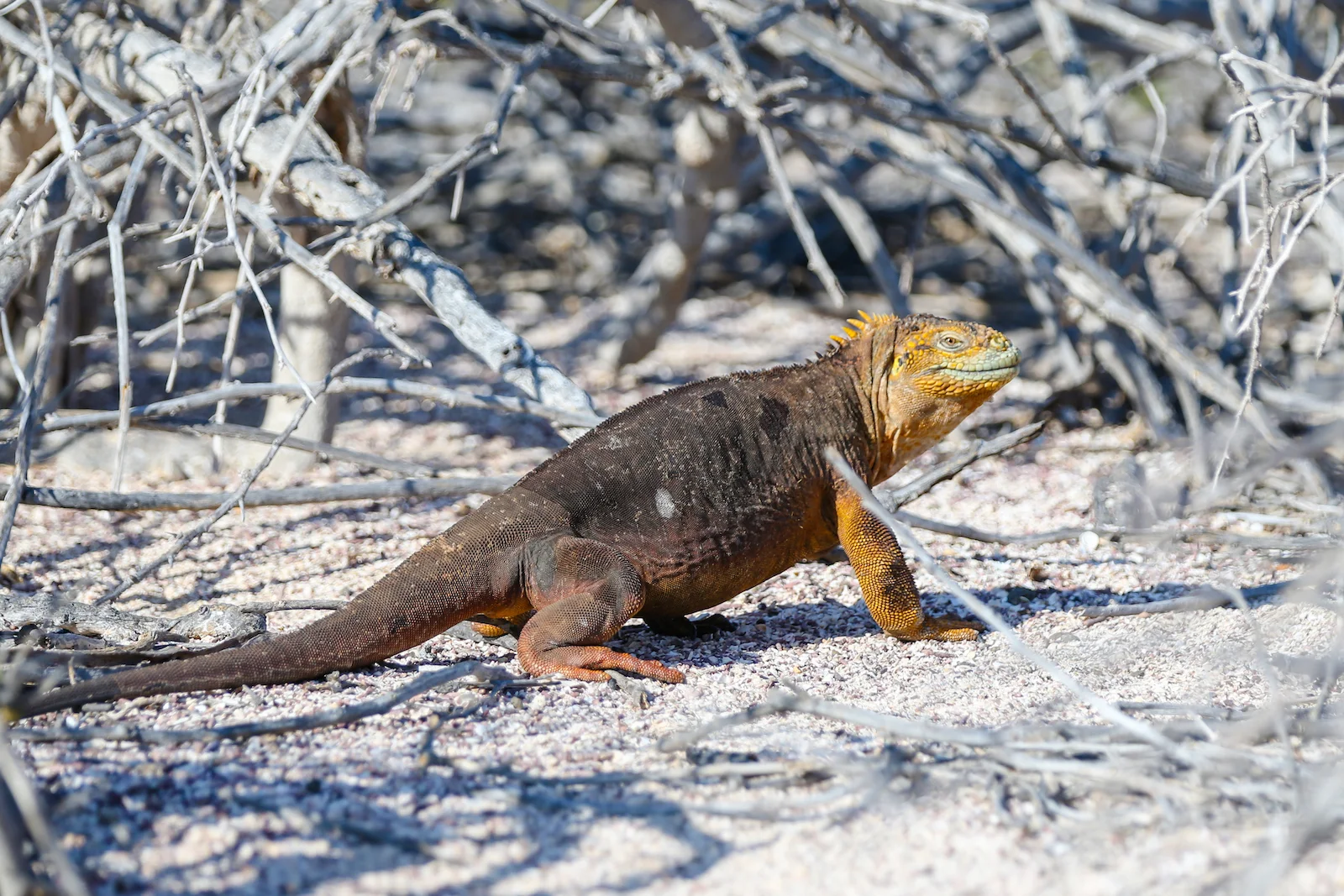 2018 GALAPAGOS DAY 5 NORTH SEYMOUR-7.JPG