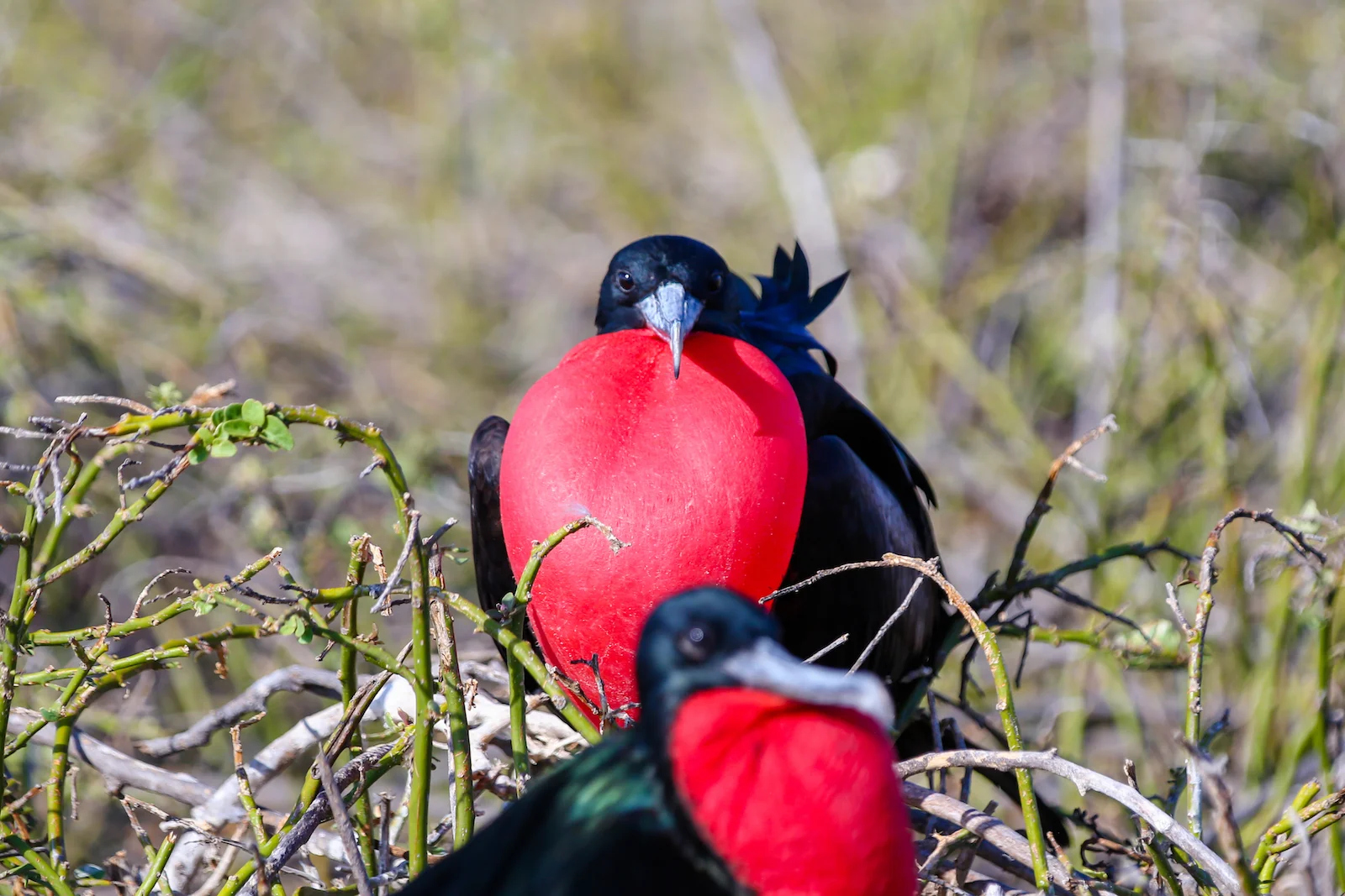 2018 GALAPAGOS DAY 5 NORTH SEYMOUR-10.JPG