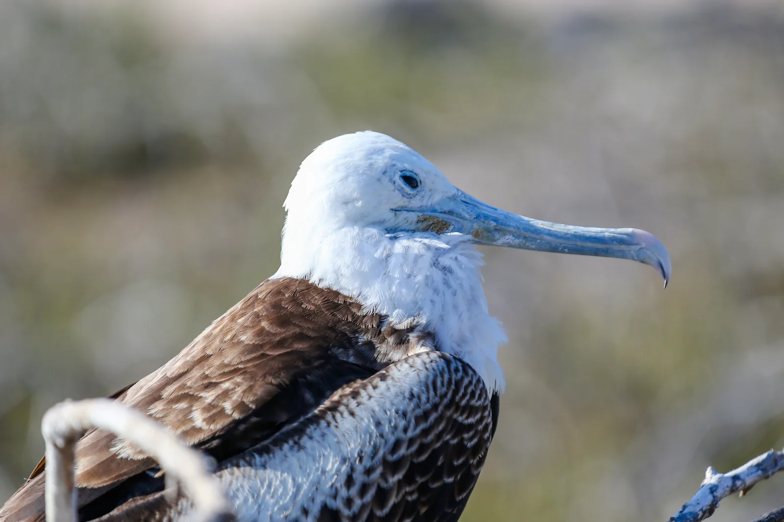 2018 GALAPAGOS DAY 5 NORTH SEYMOUR-11.JPG