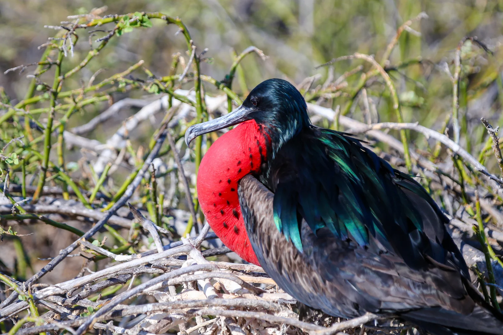 2018 GALAPAGOS DAY 5 NORTH SEYMOUR-12.JPG