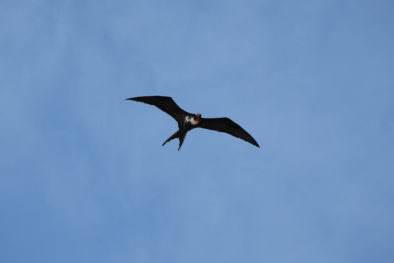 2018 GALAPAGOS DAY 5 NORTH SEYMOUR-14.JPG